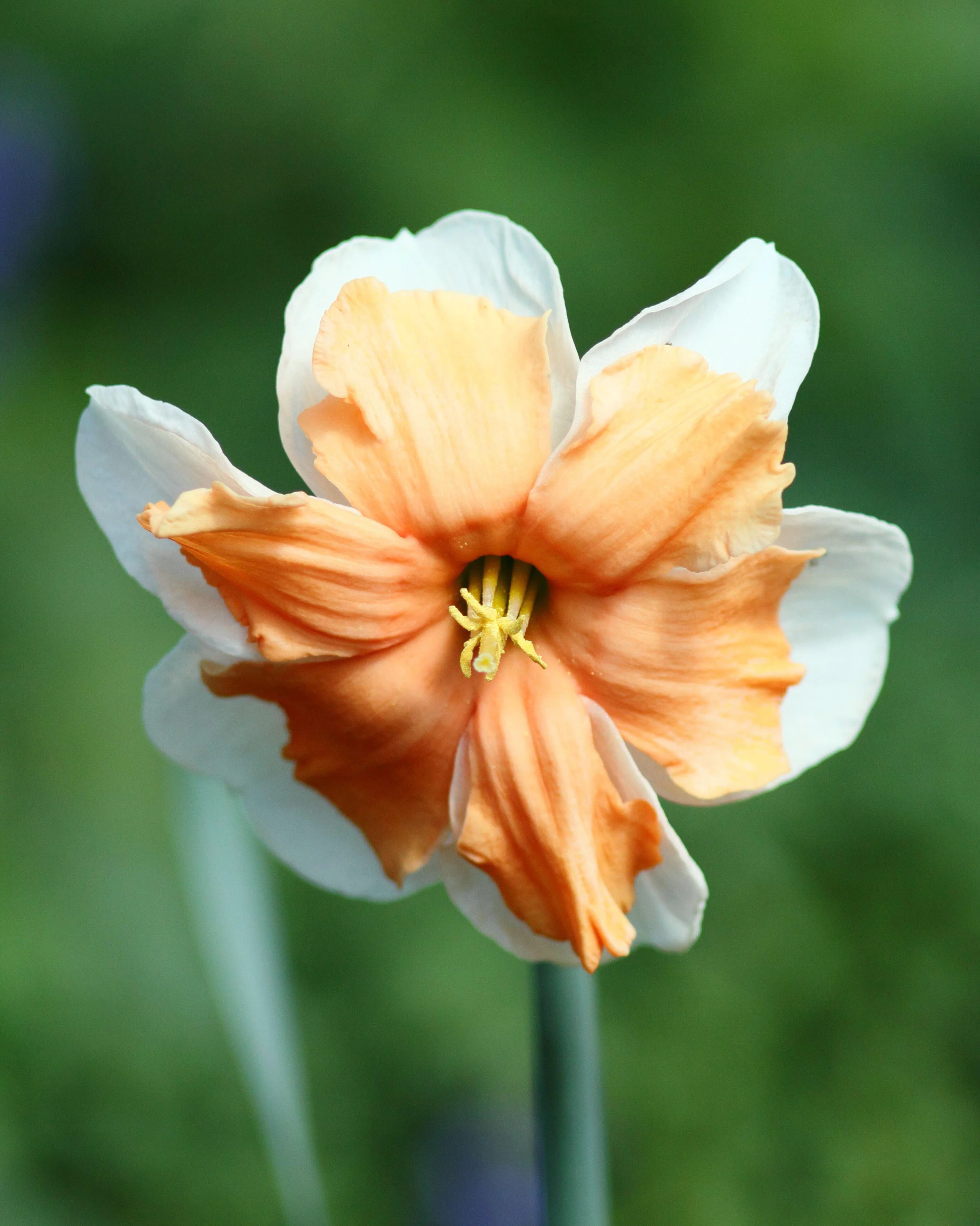 Narcissus 'Electrus' - Image 12