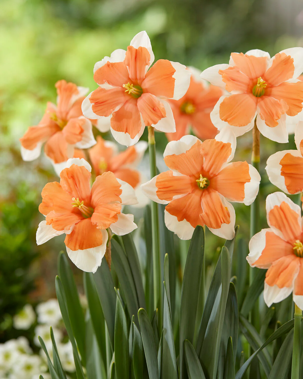 Narcissus 'Electrus' - Image 2