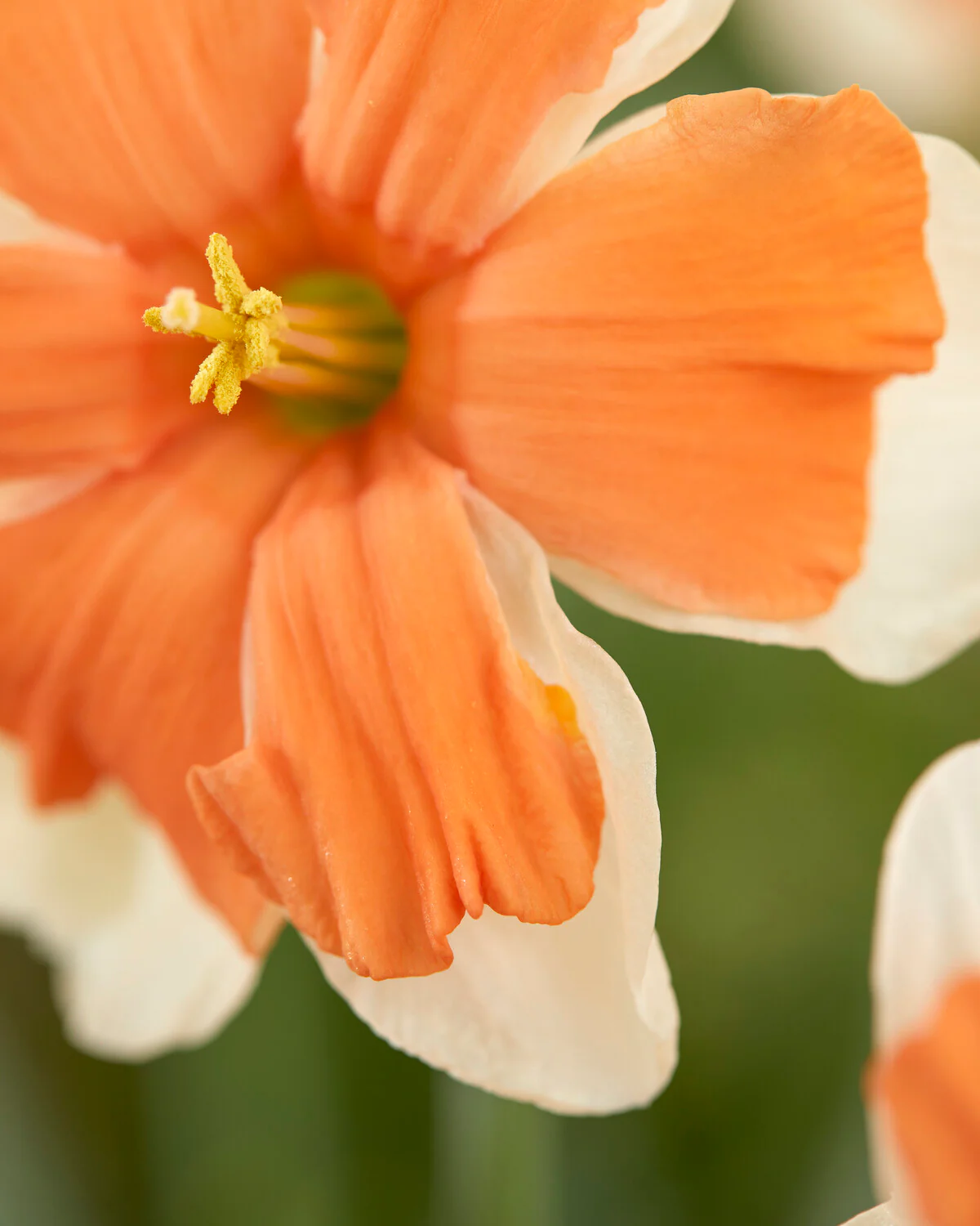 Narcissus 'Electrus' - Image 3