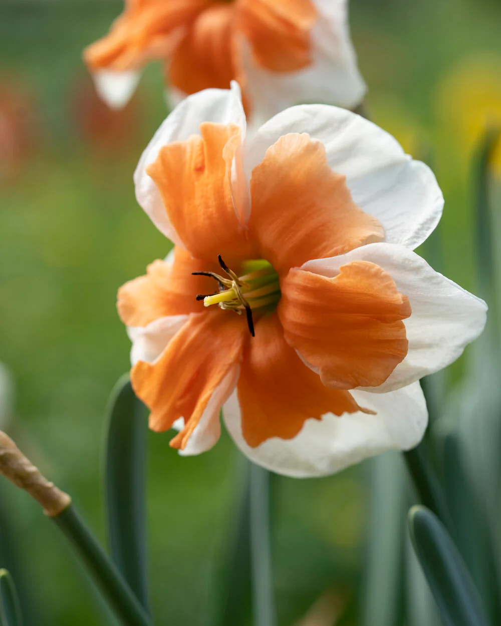 Narcissus 'Electrus' - Image 4