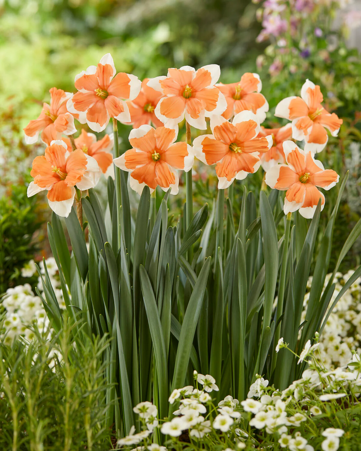 Narcissus 'Electrus' - Image 6