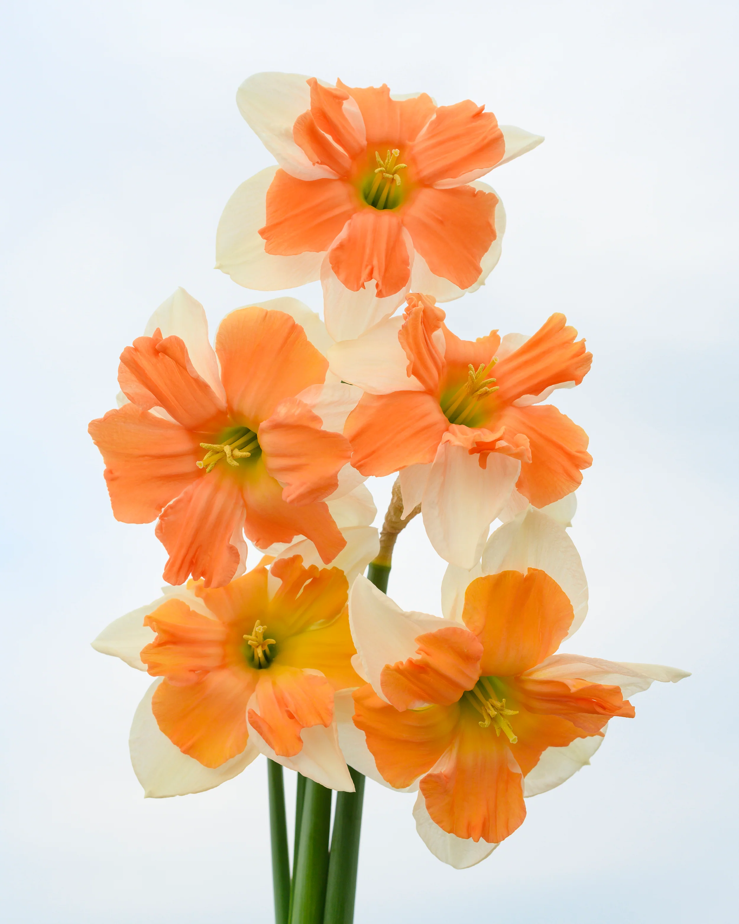Narcissus 'Electrus' - Image 7