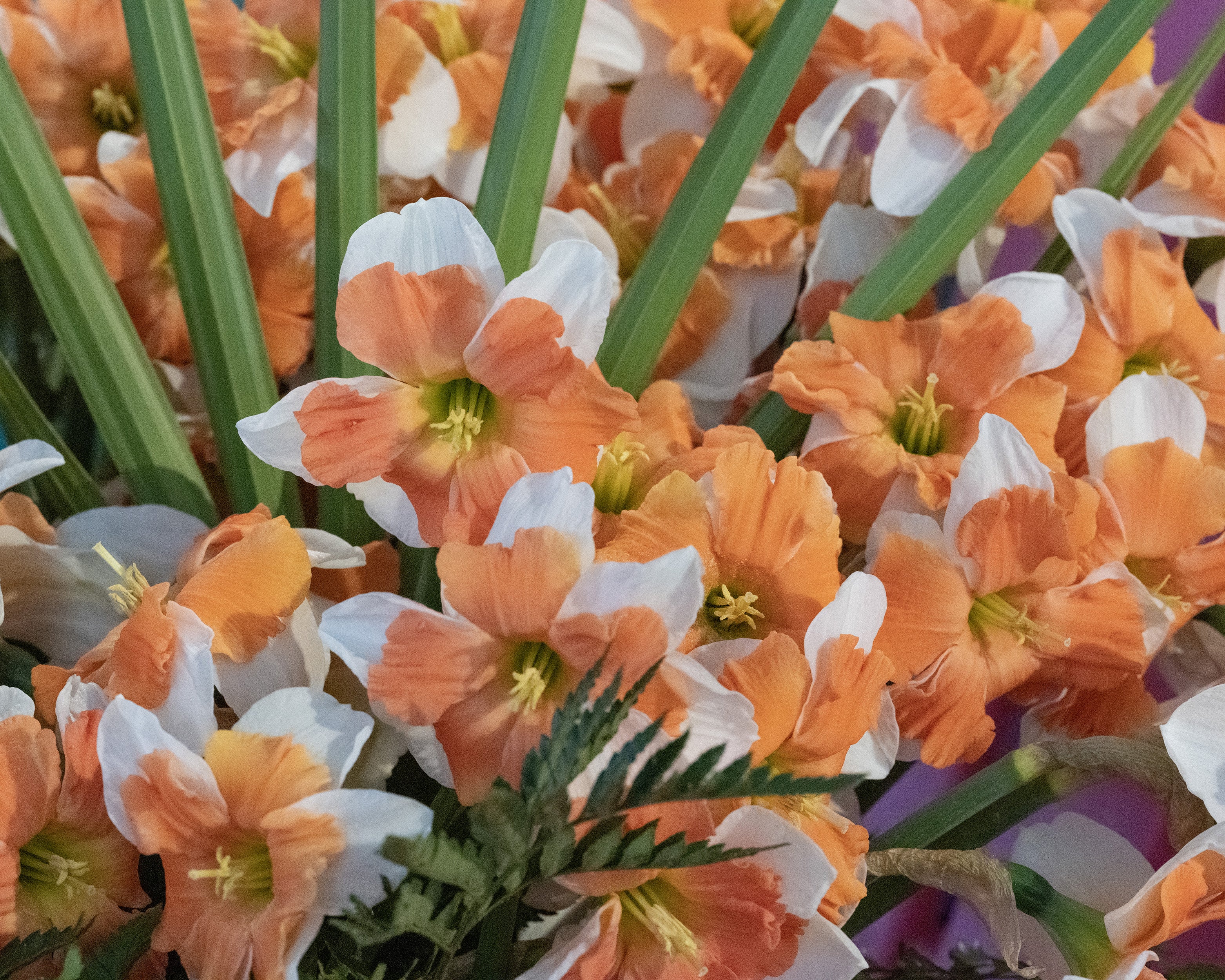 Narcissus 'Electrus' - Image 8