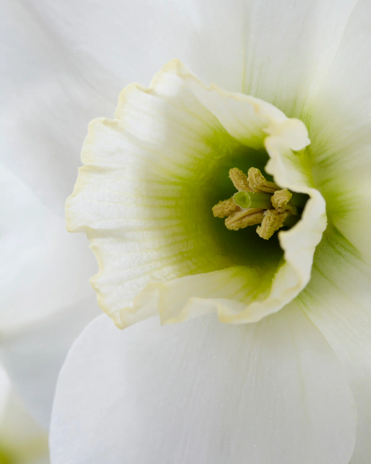 Narcissus 'Emerald Green' - Image 2