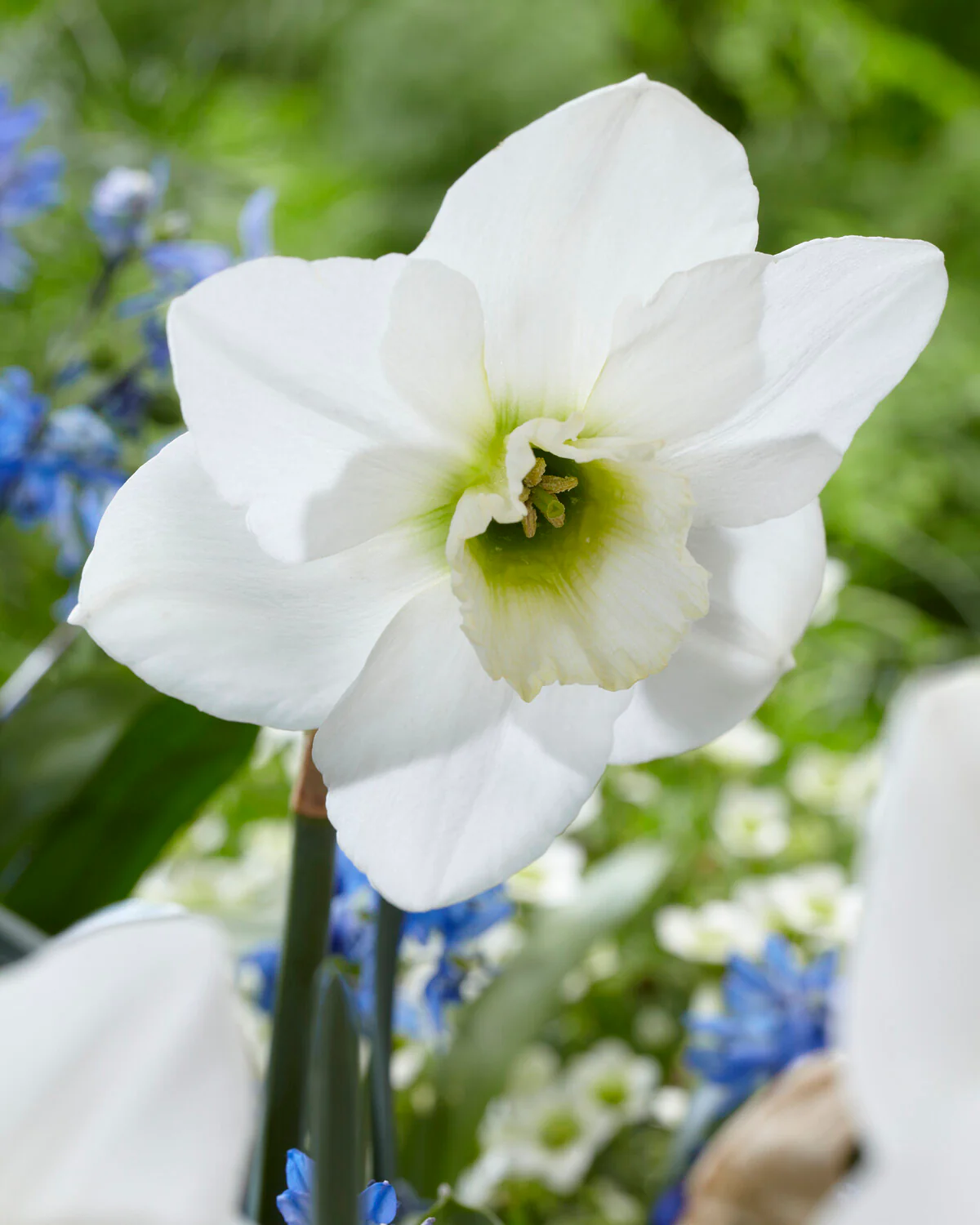 Narcissus 'Emerald Green' - Image 6