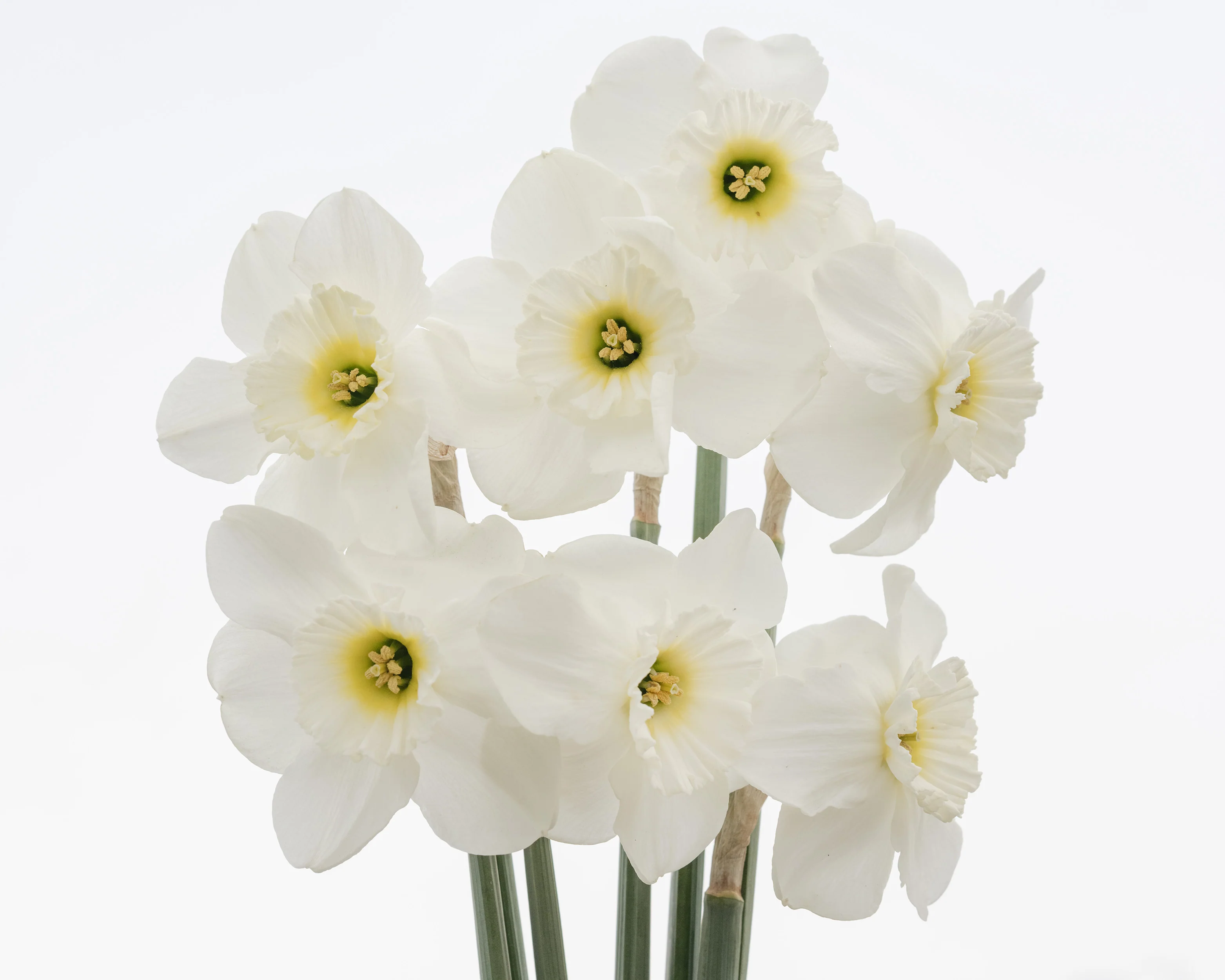 Narcissus 'Emerald Green' - Image 7