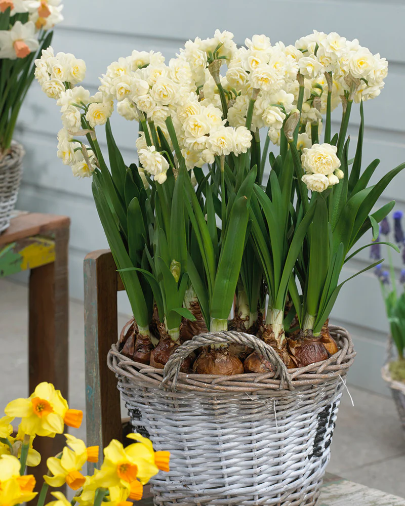 Narcissus 'Erlicheer' - Image 5