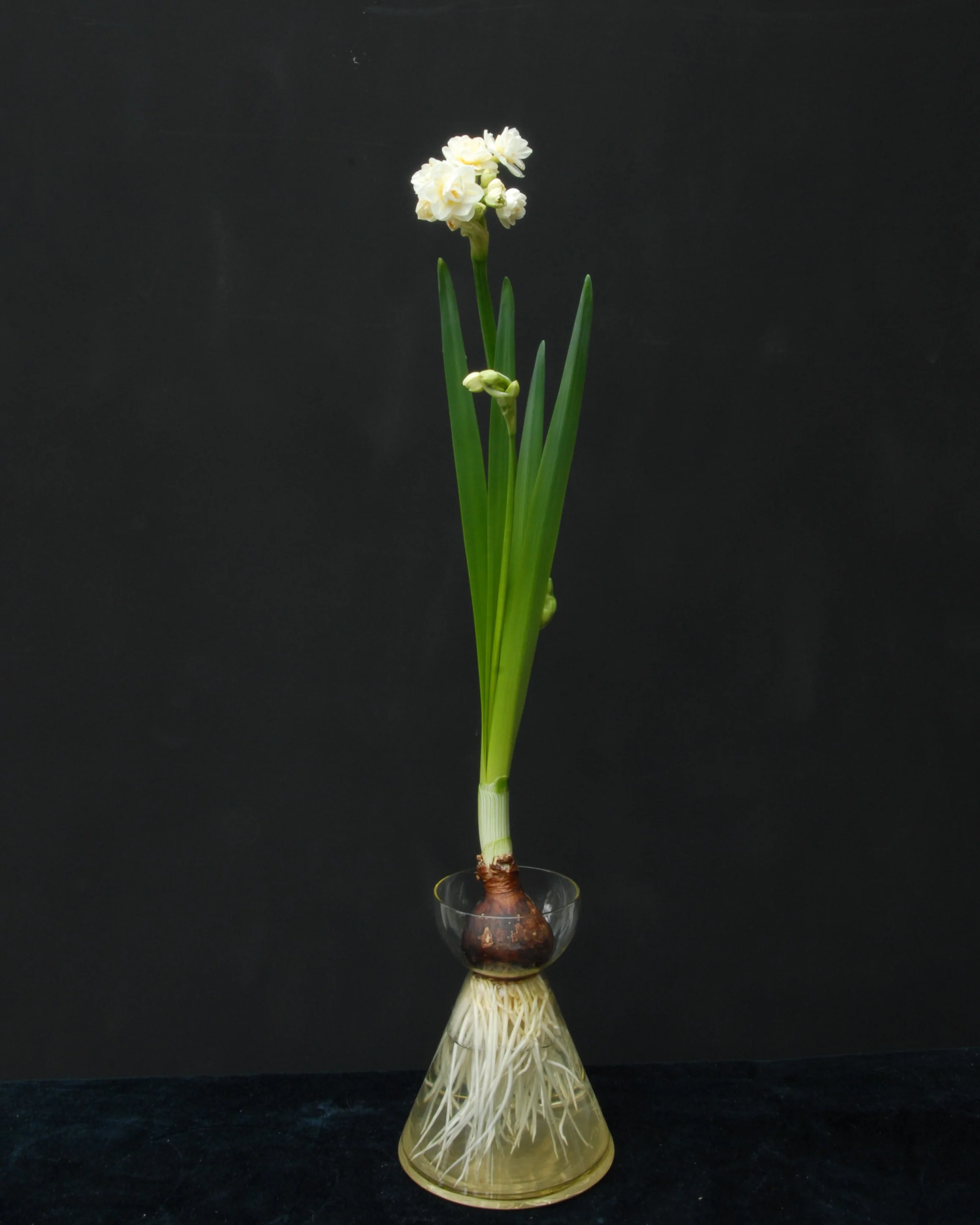 Narcissus 'Erlicheer' - Image 7