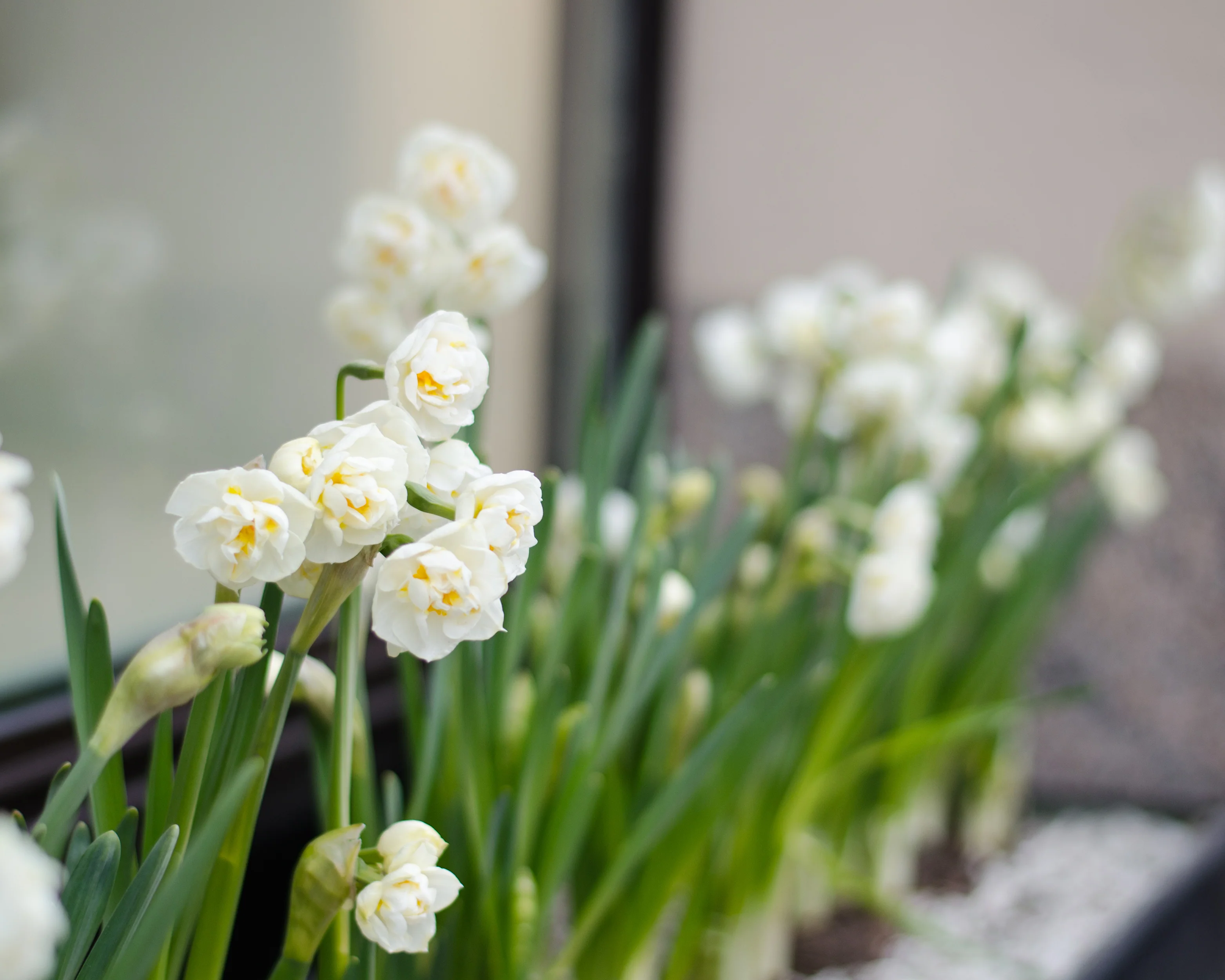 Narcissus 'Erlicheer' - Image 9