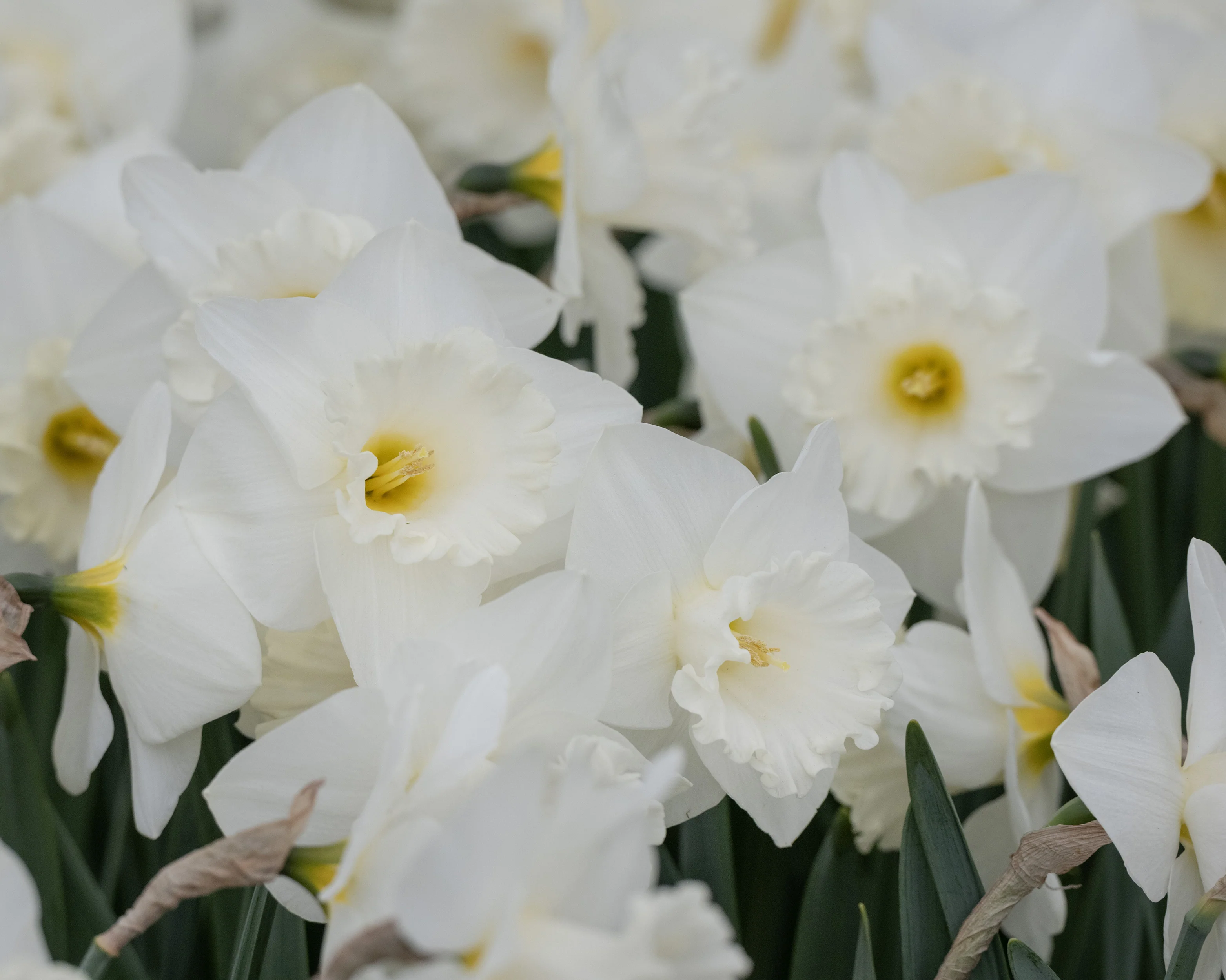 Narcissus 'Evanah' - Image 4