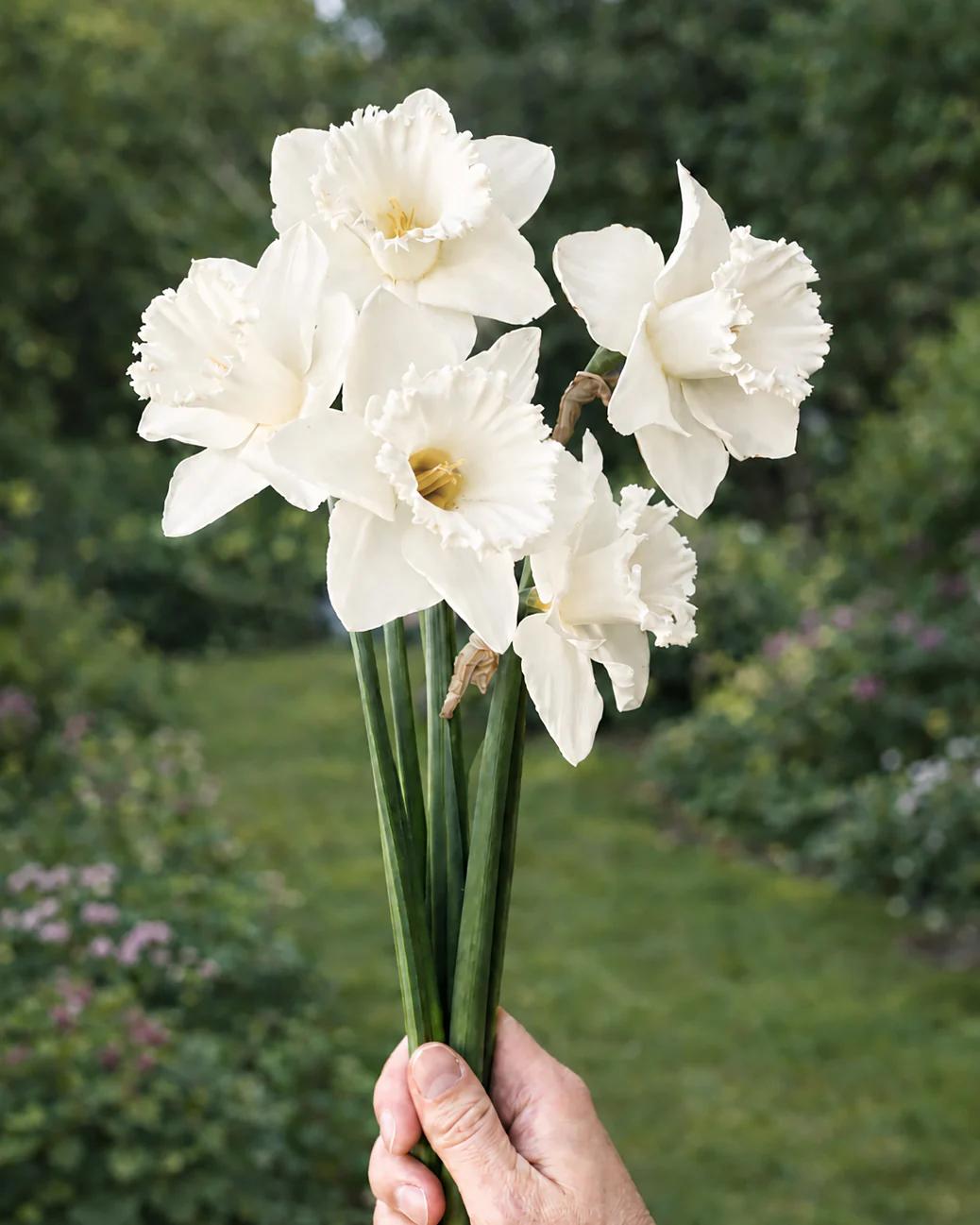 Narcissus 'Evanah' - Image 5
