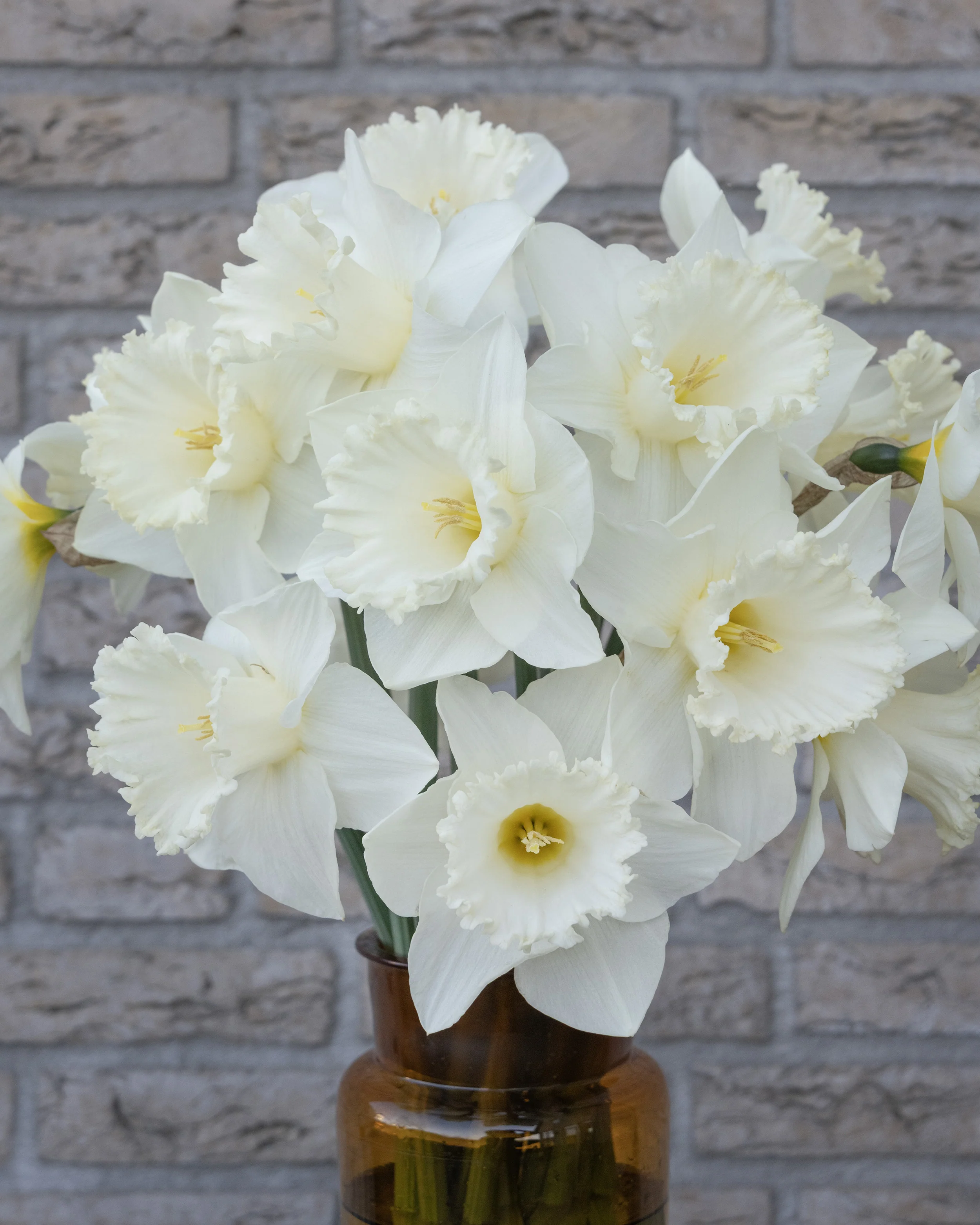 Narcissus 'Evanah' - Image 6