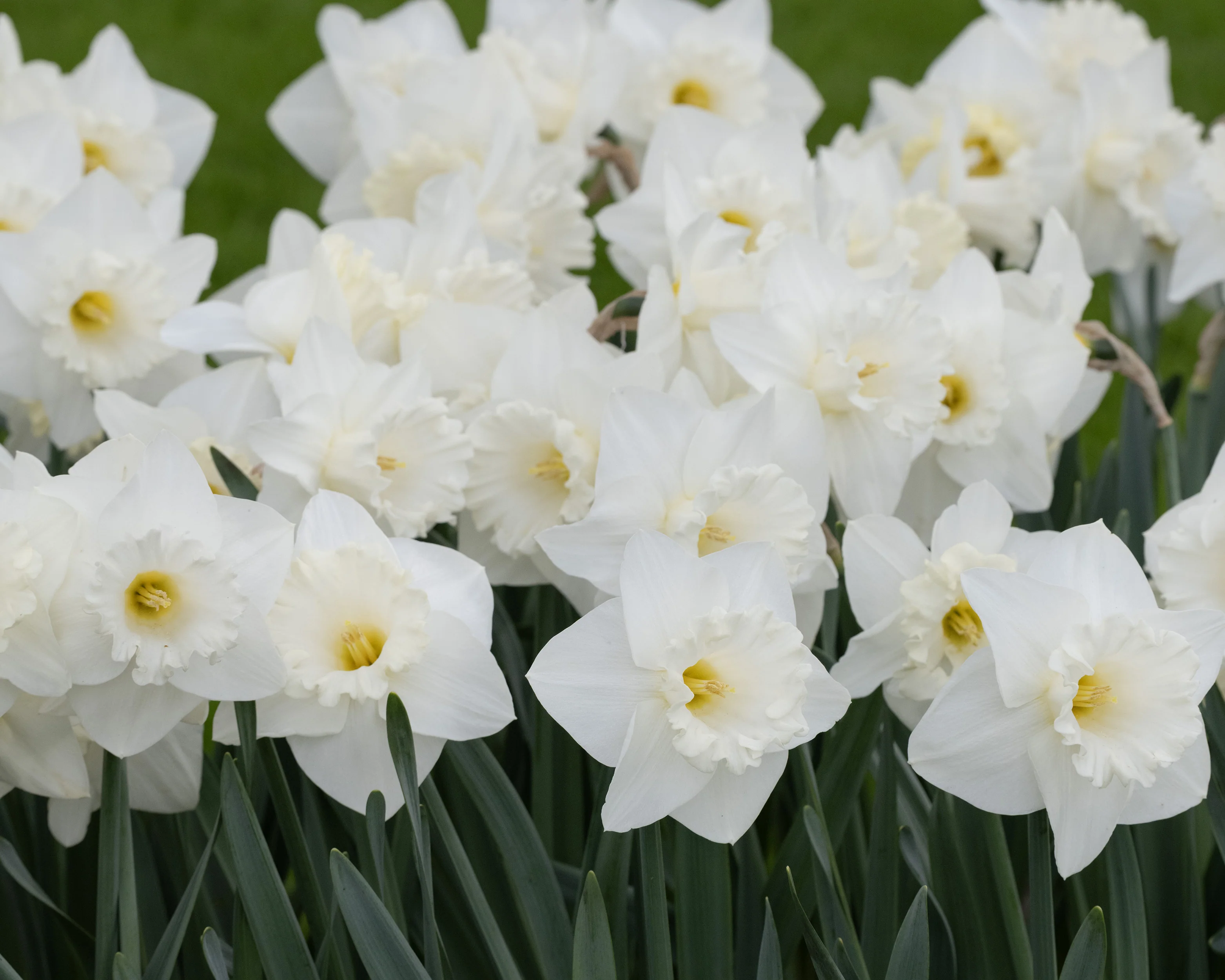 Narcissus 'Evanah' - Image 9