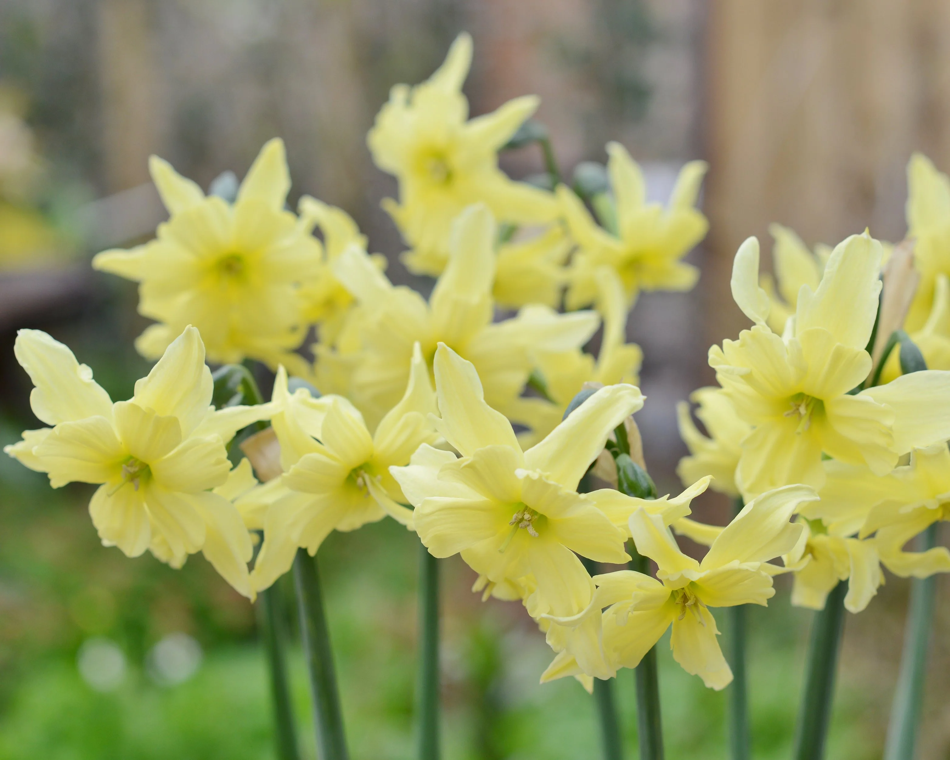 Narcissus 'Exotic Mystery' - Image 2