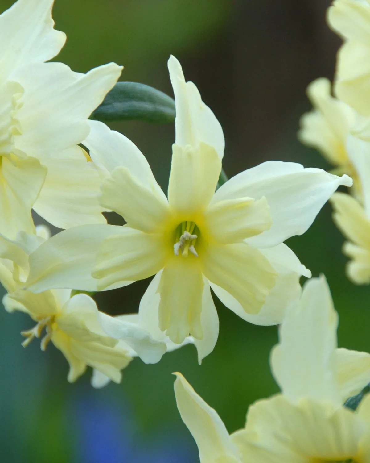 Narcissus 'Exotic Mystery' - Image 3