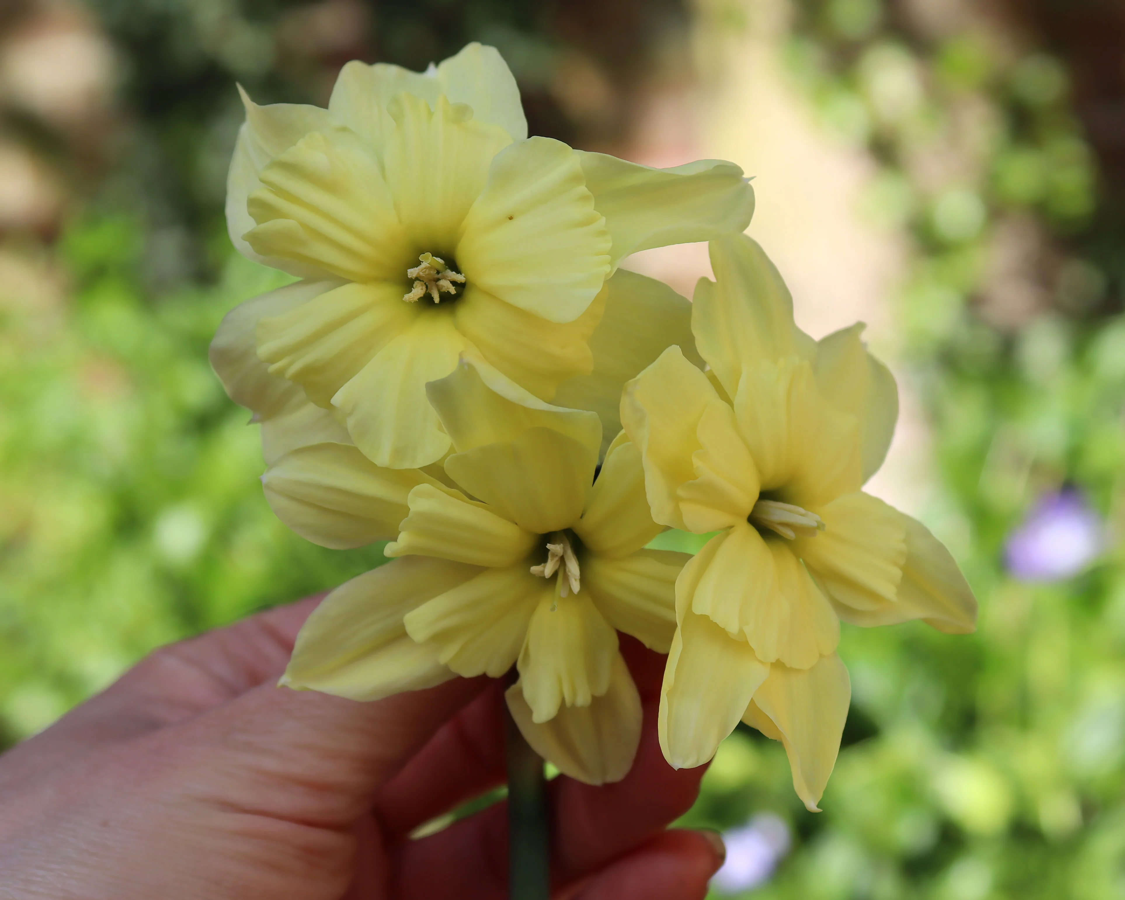 Narcissus 'Exotic Mystery' - Image 4