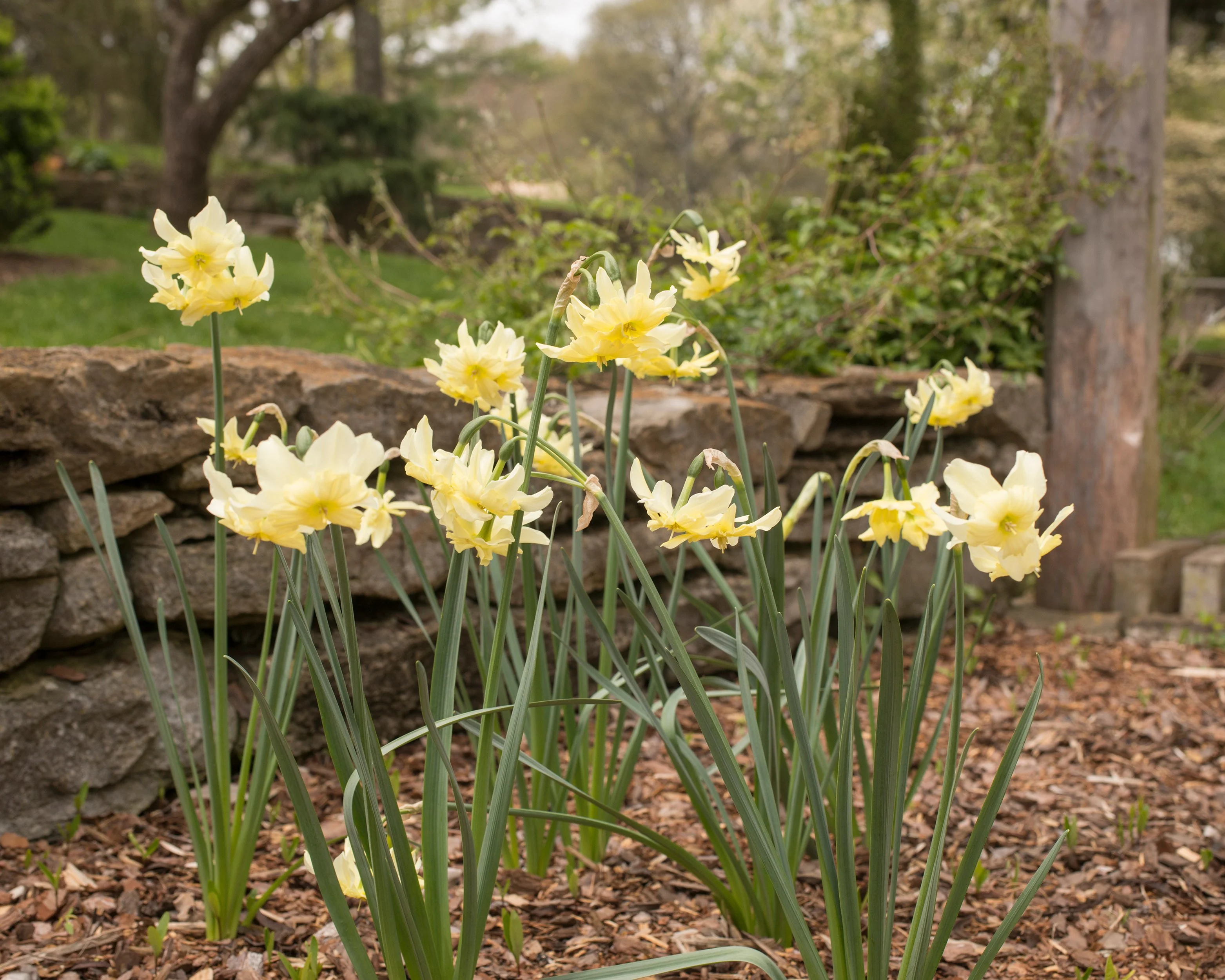 Narcissus 'Exotic Mystery' - Image 5