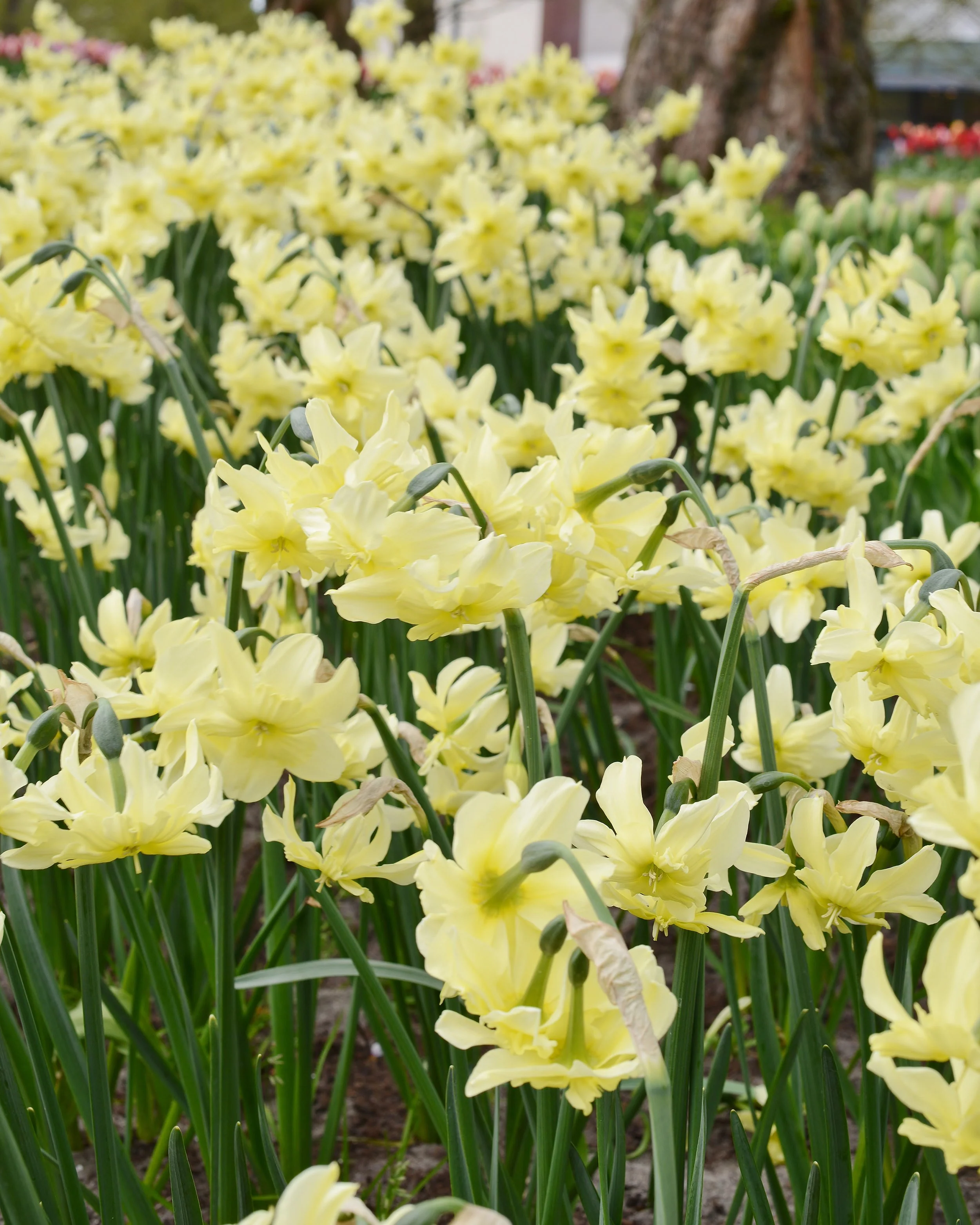 Narcissus 'Exotic Mystery' - Image 7
