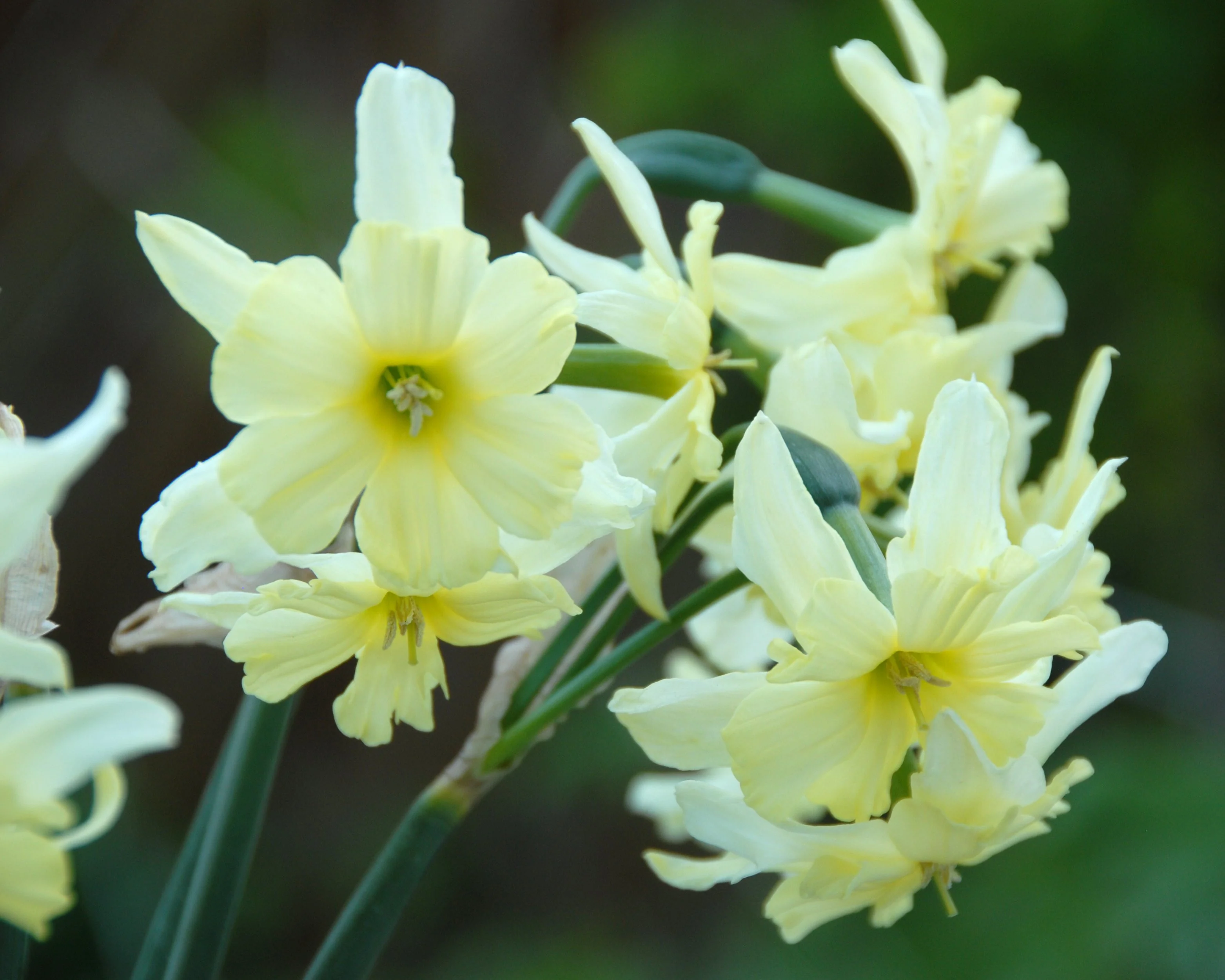 Narcissus 'Exotic Mystery' - Image 8