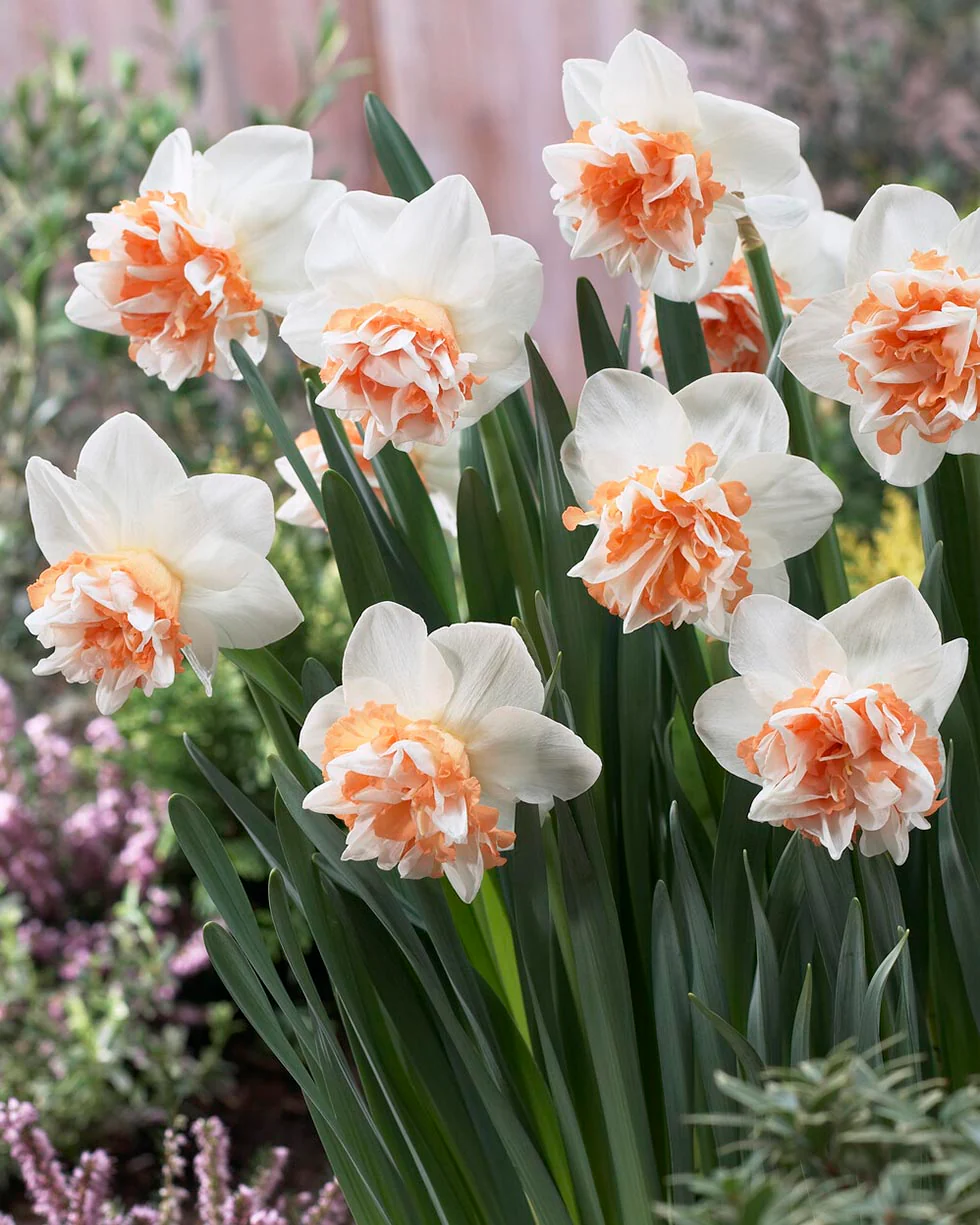 Narcissus 'Extravaganza' - Image 2