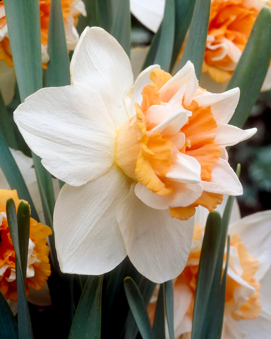 Narcissus 'Extravaganza' - Image 4