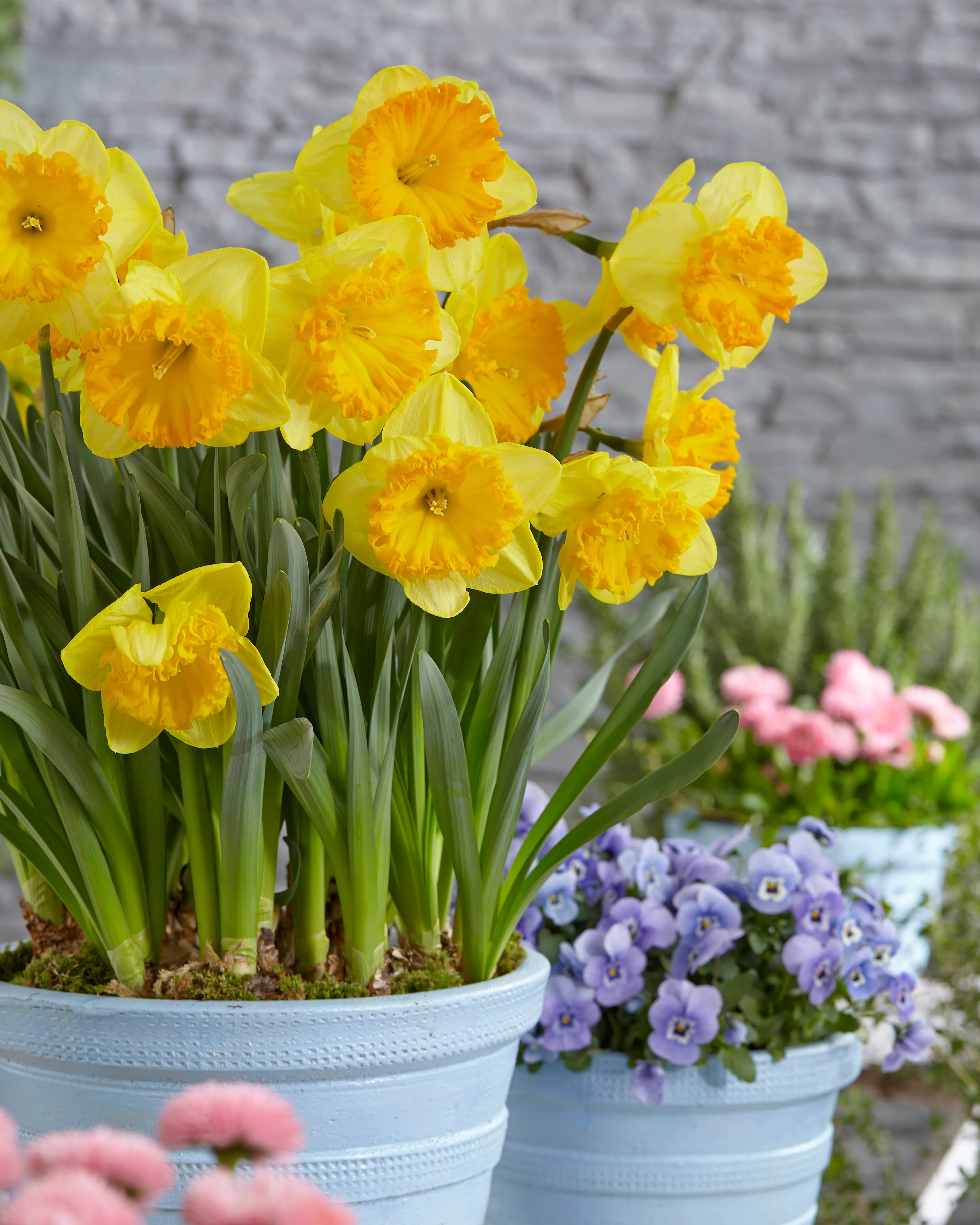 Narcissus 'Ferris Wheel' - Image 7
