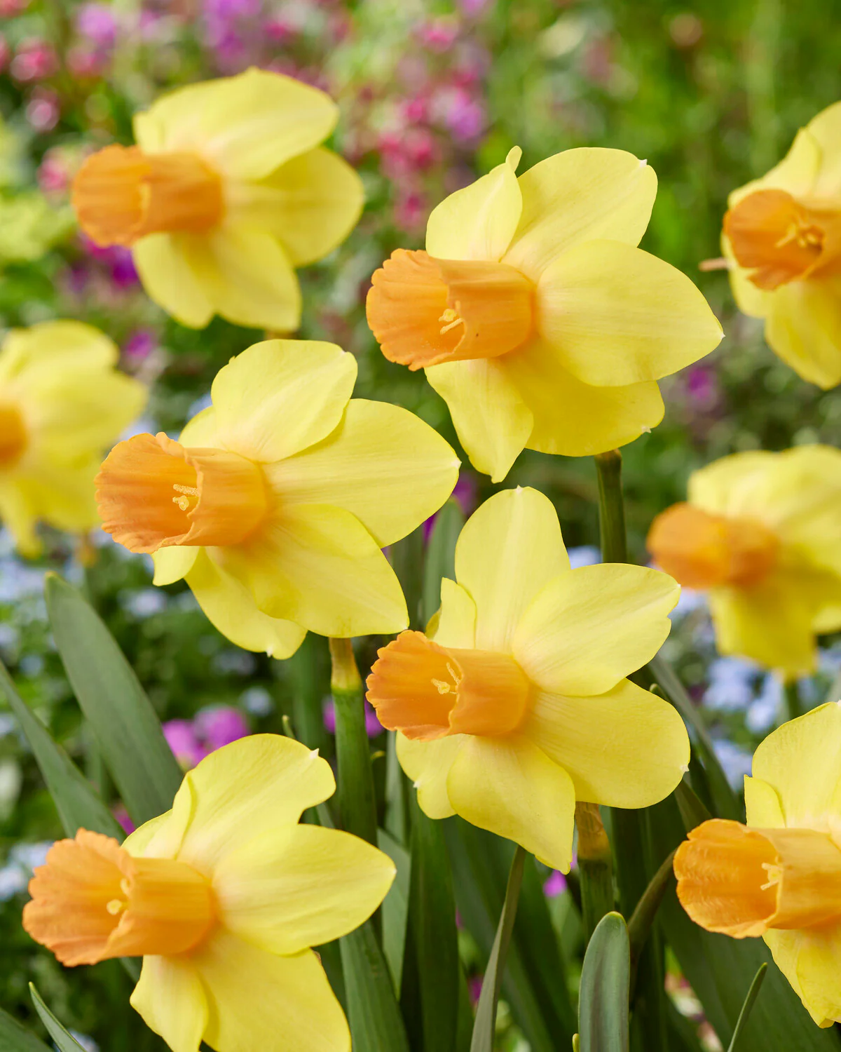 Narcissus 'Fidan' - Image 11