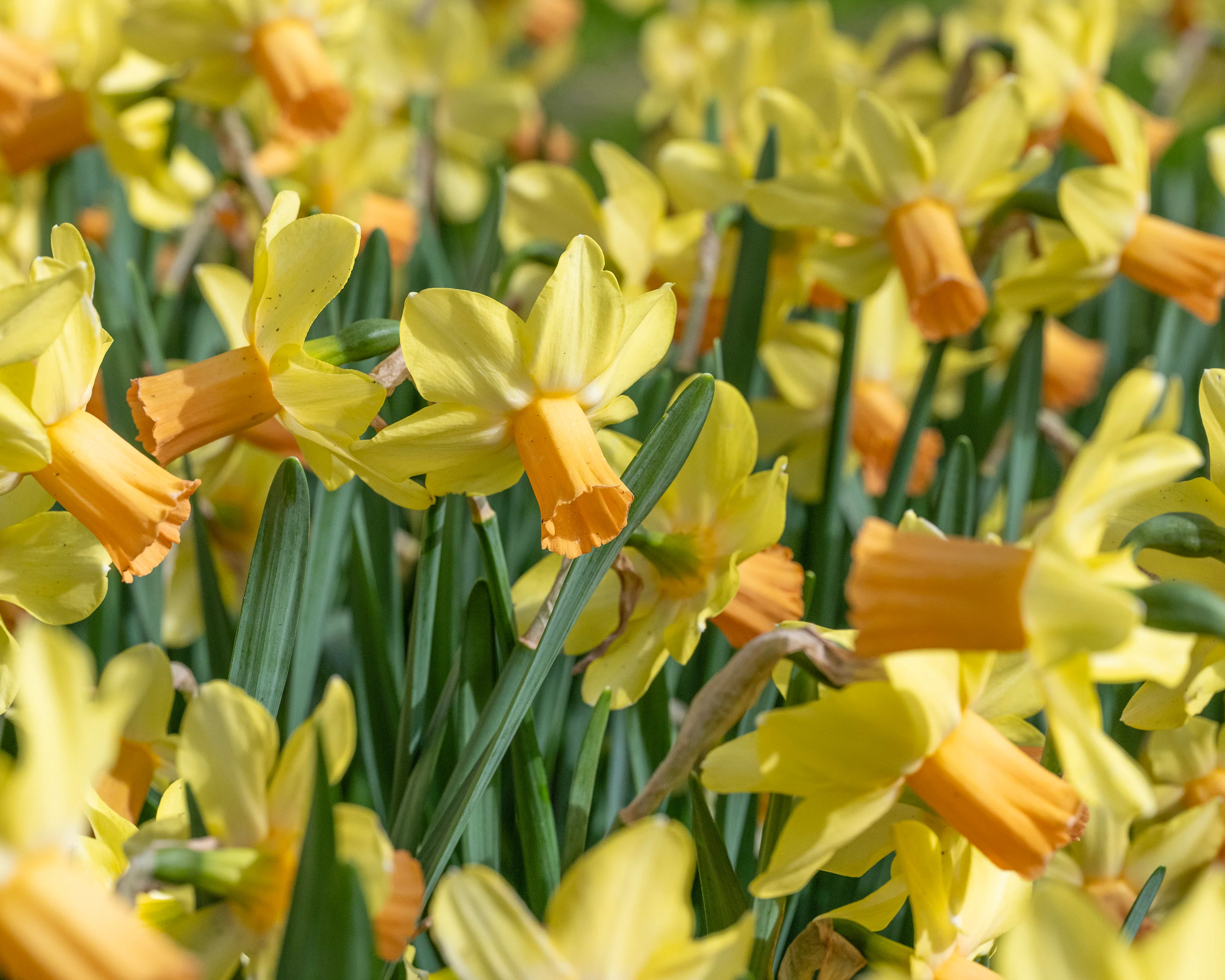 Narcissus 'Fidan' - Image 6