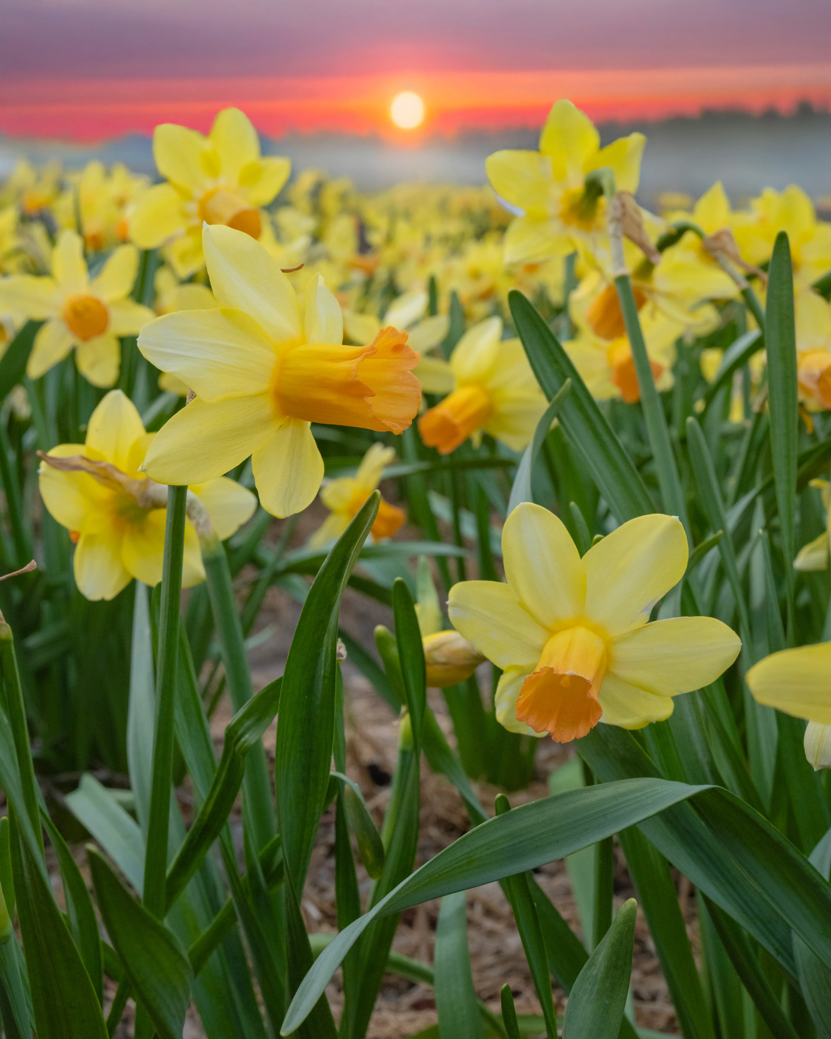 Narcissus 'Fidan' - Image 7