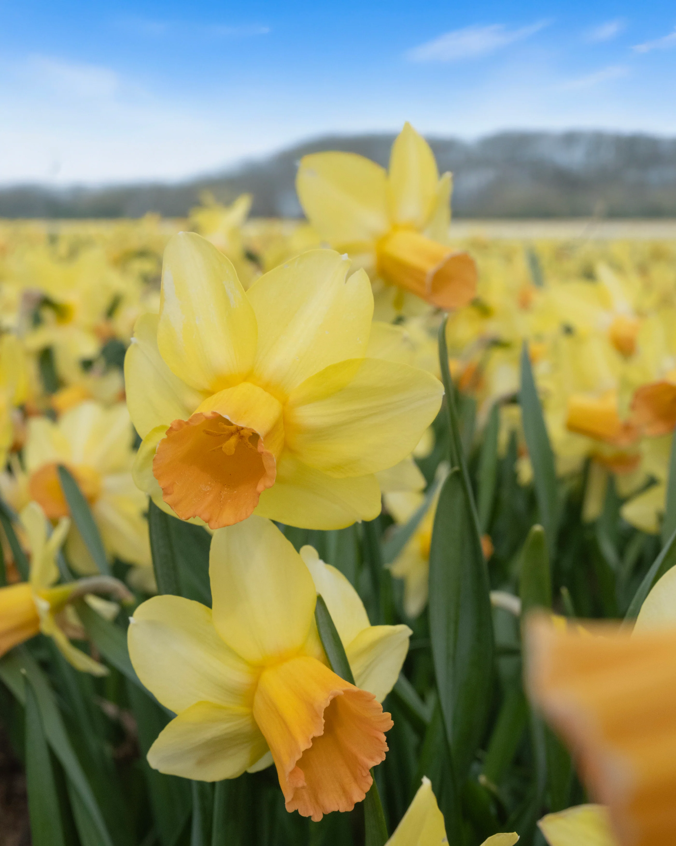 Narcissus 'Fidan' - Image 8
