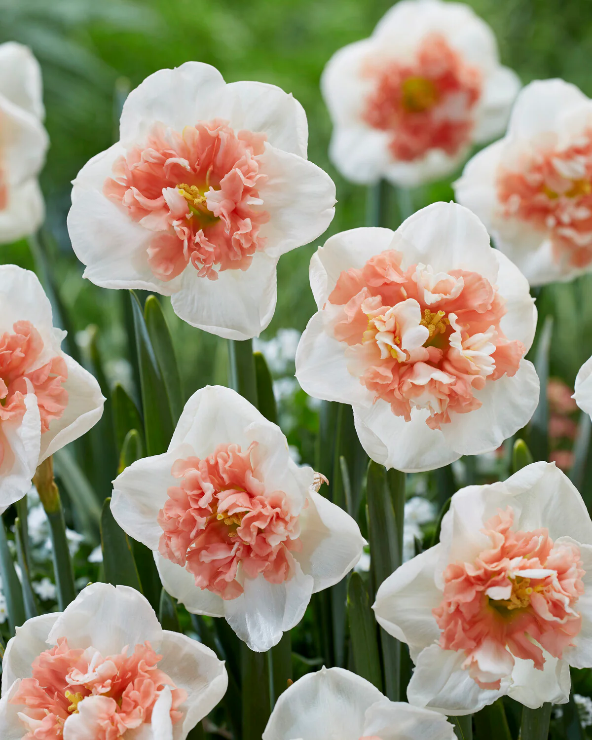 Narcissus 'Fire Drill' - Image 3