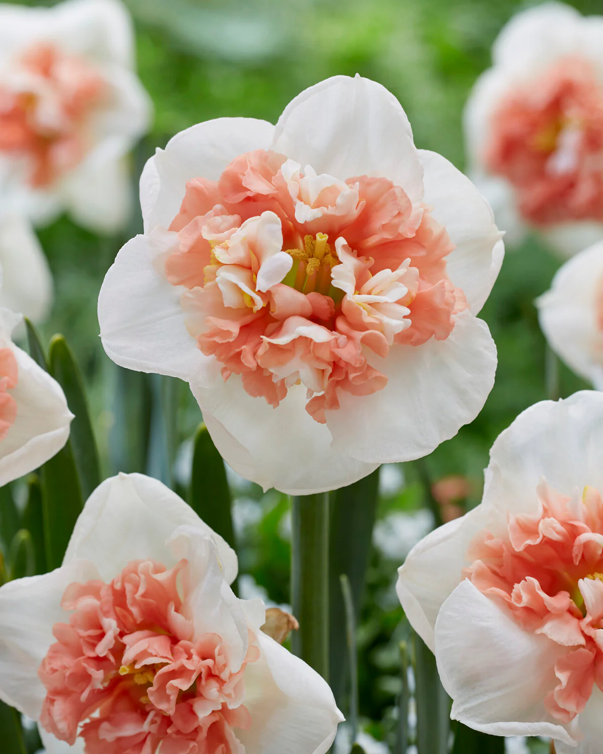 Narcissus 'Fire Drill' - Image 6