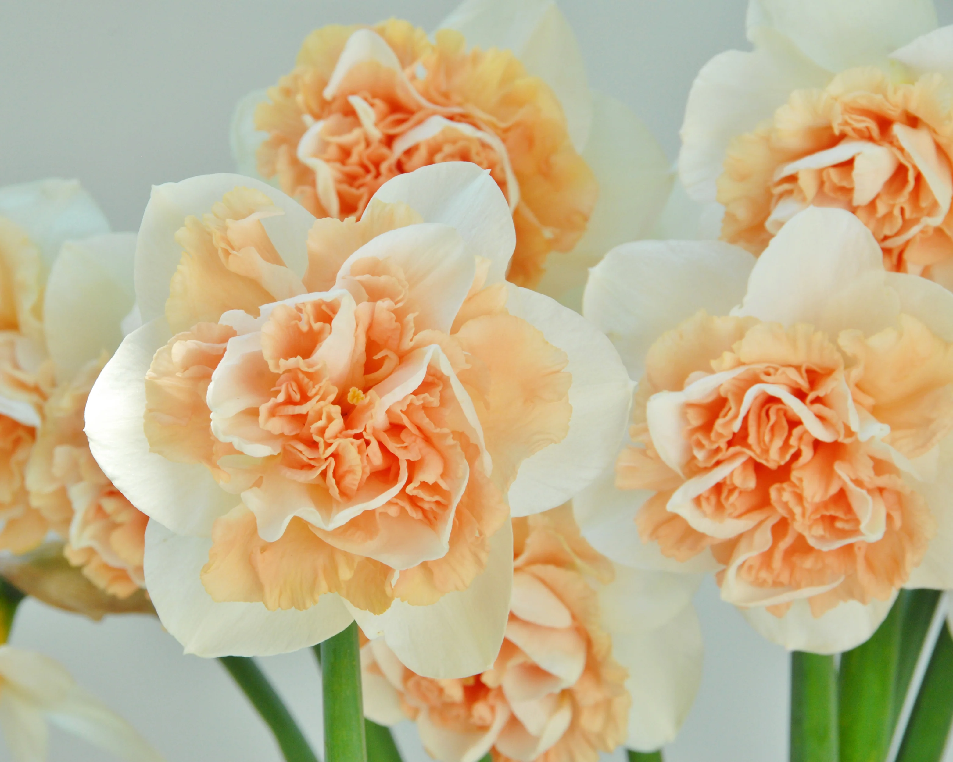 Narcissus 'Flower Surprise' - Image 5