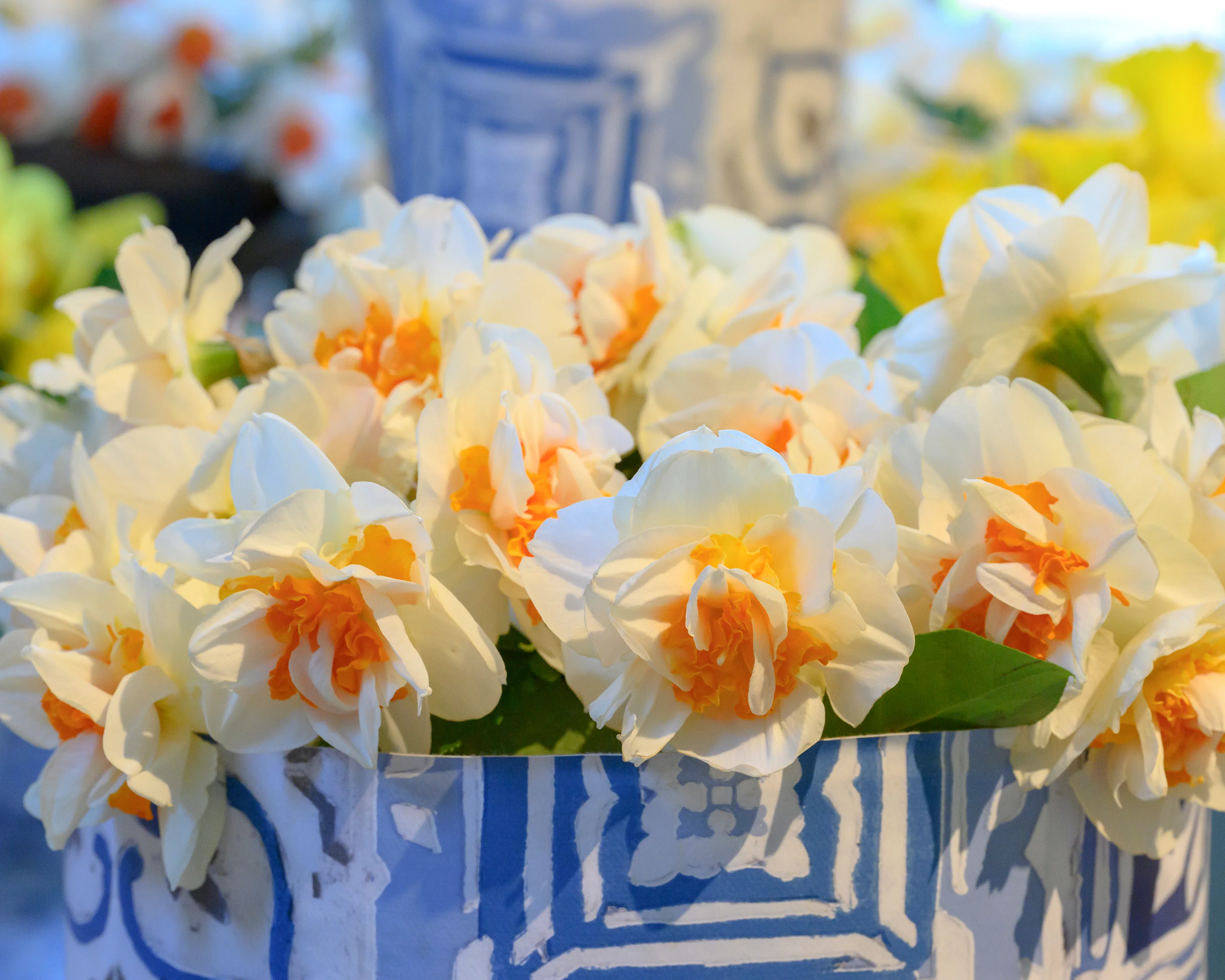 Narcissus 'Fragrant Spring' - Image 3