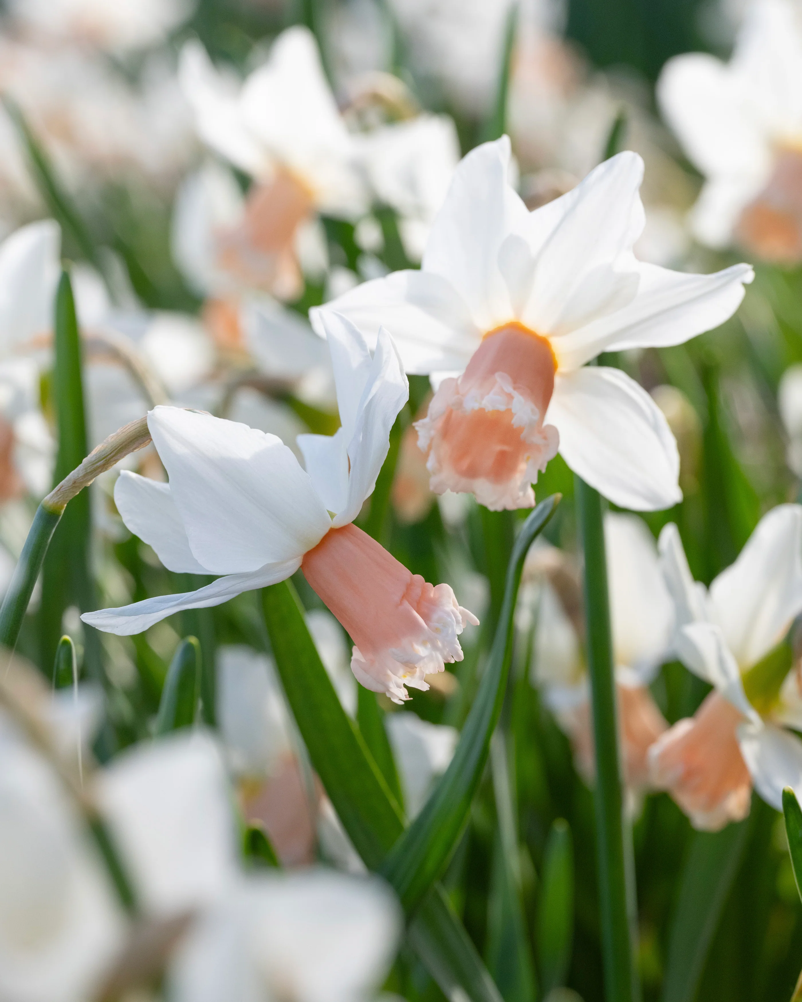 Narcissus 'Frozen Pink' - Image 11