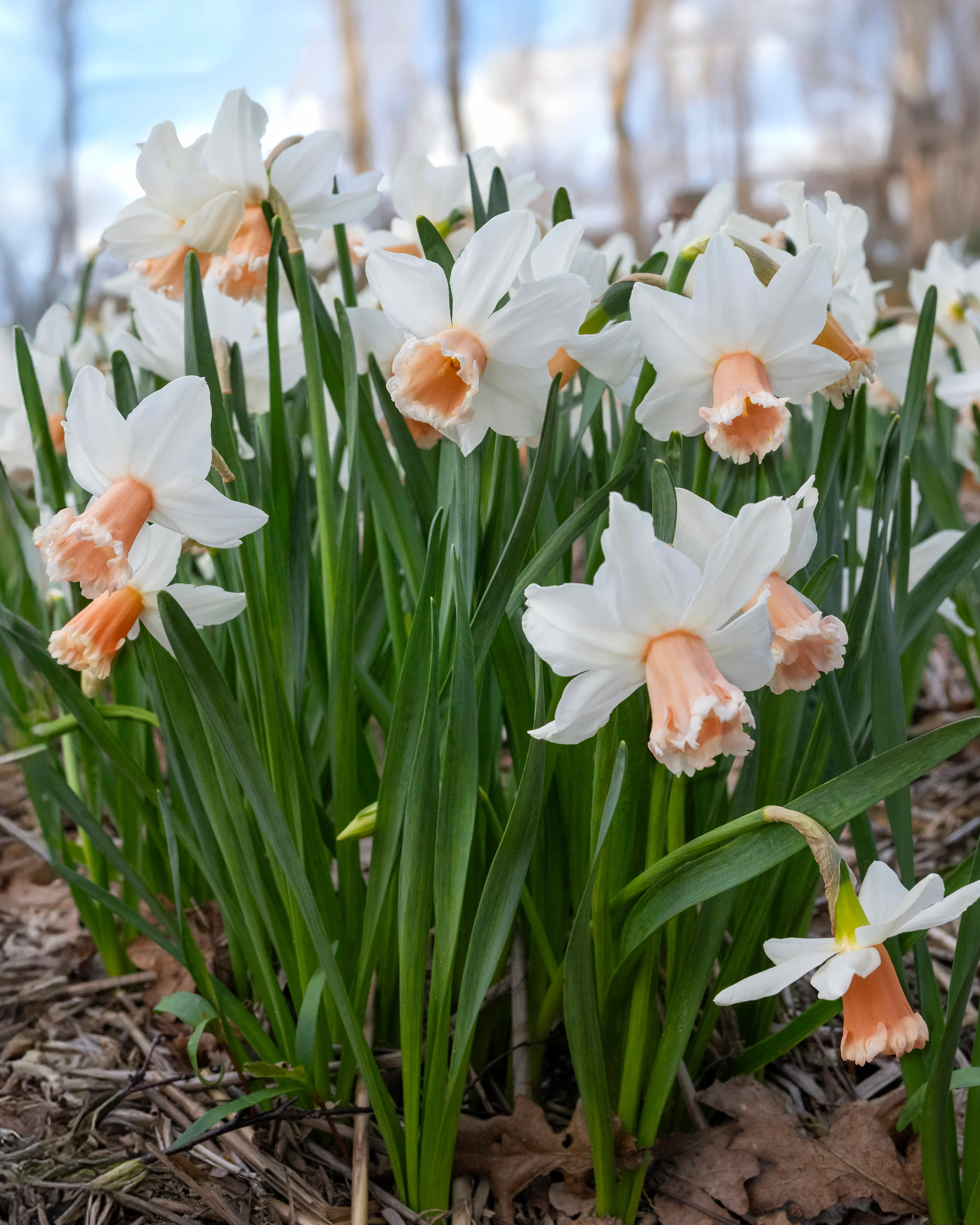 Narcissus 'Frozen Pink' - Image 3
