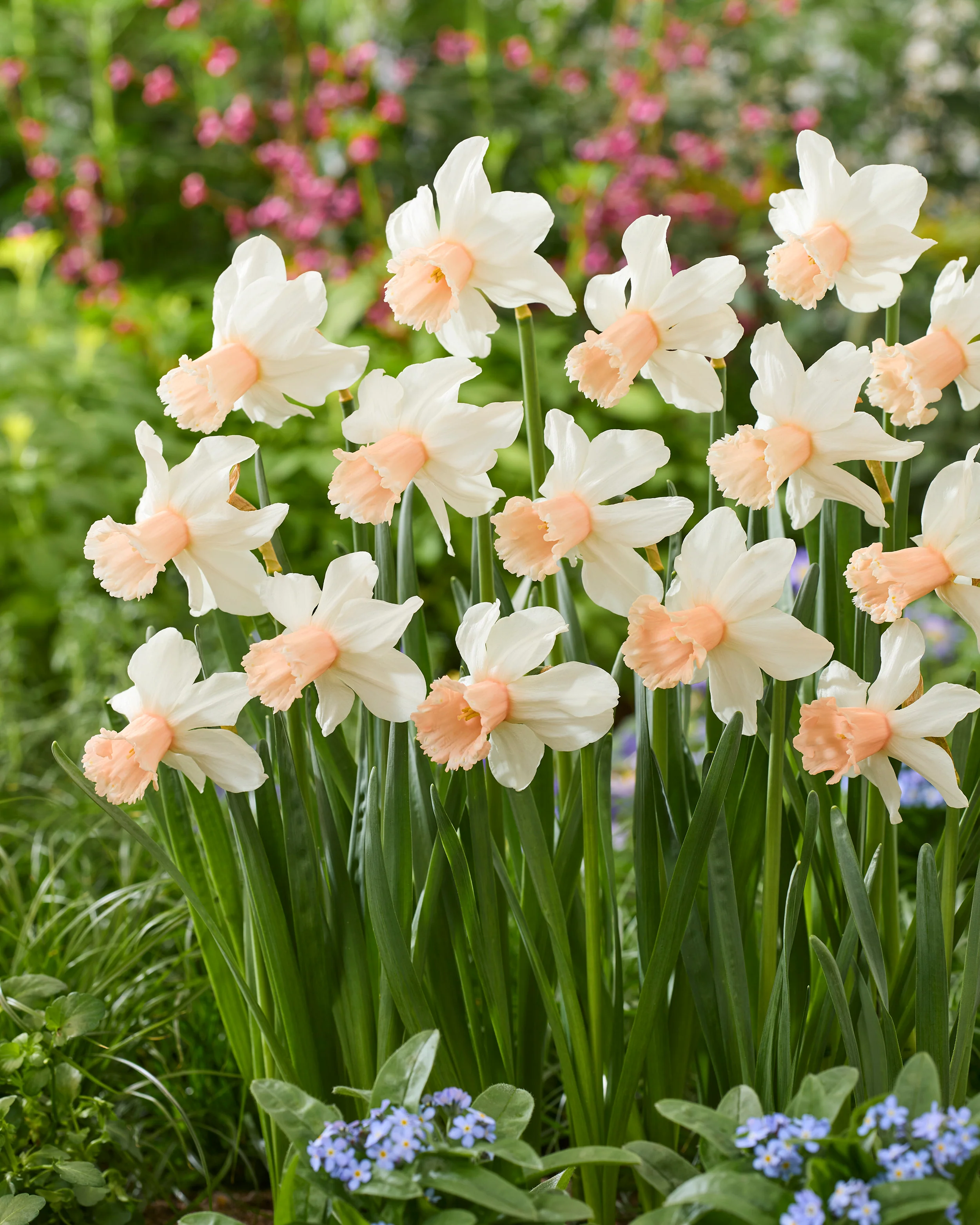 Narcissus 'Frozen Pink' - Image 5