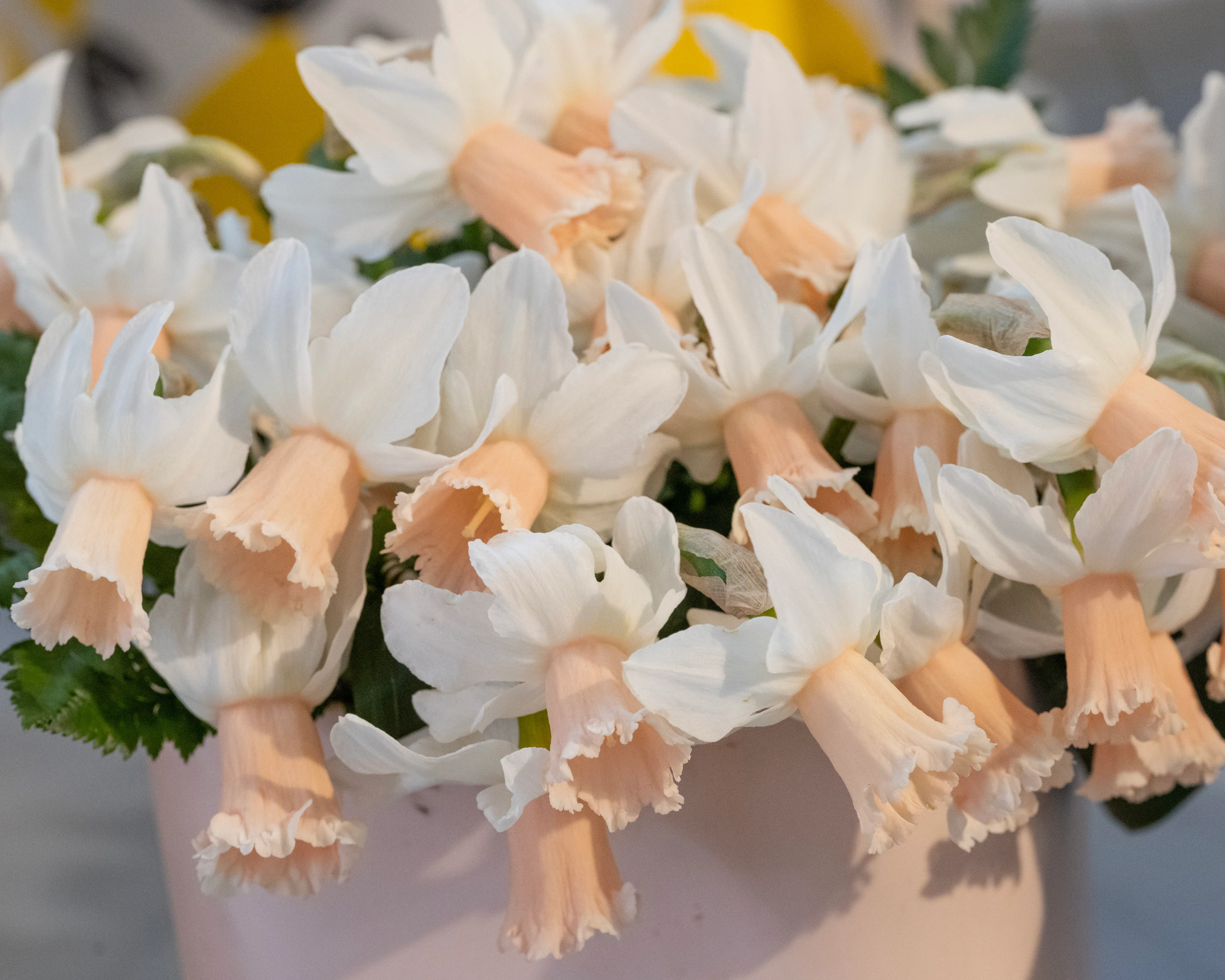 Narcissus 'Frozen Pink' - Image 6