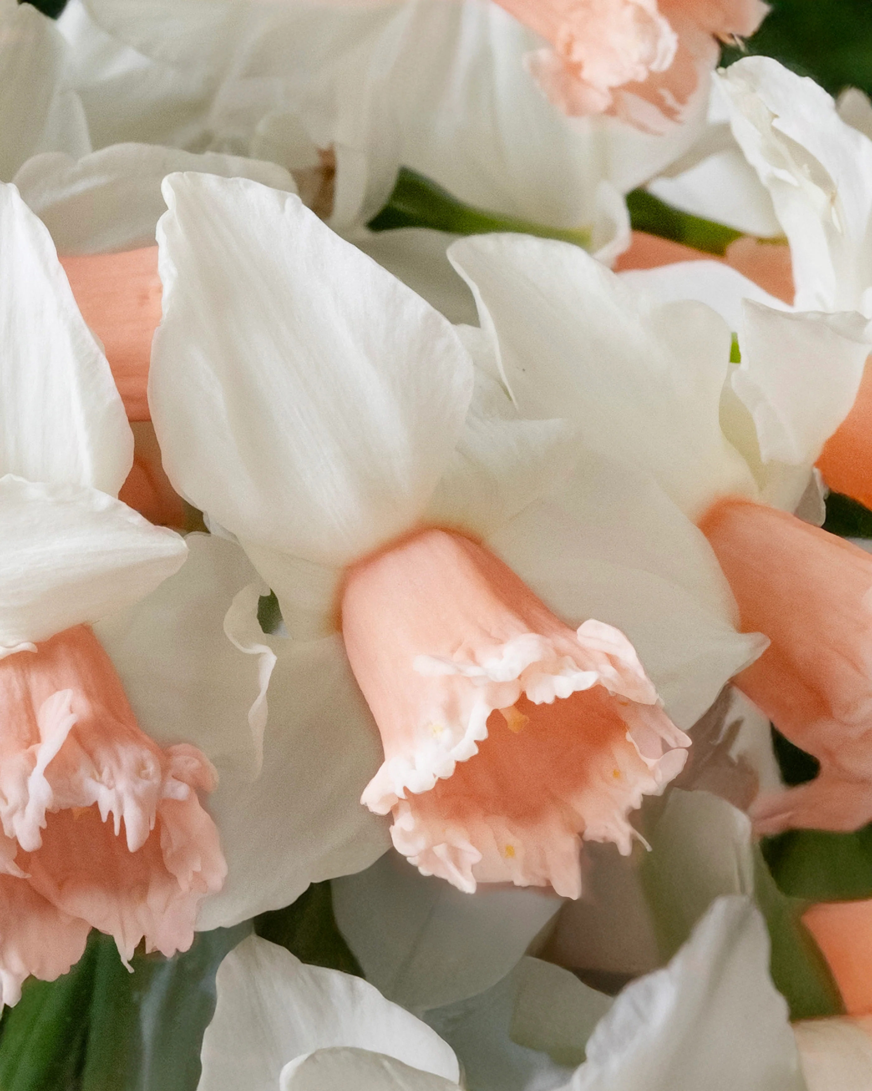 Narcissus 'Frozen Pink' - Image 8