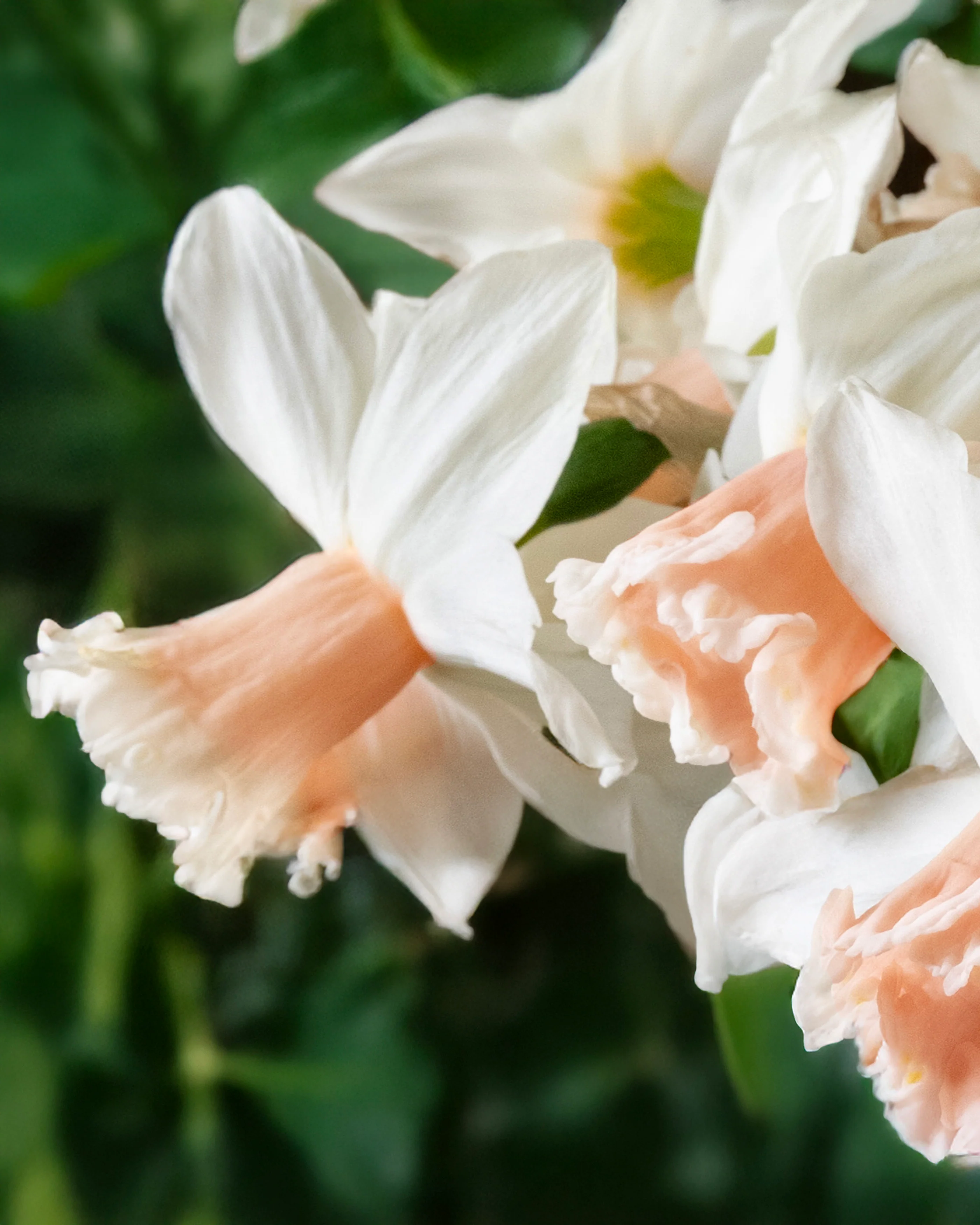 Narcissus 'Frozen Pink' - Image 9