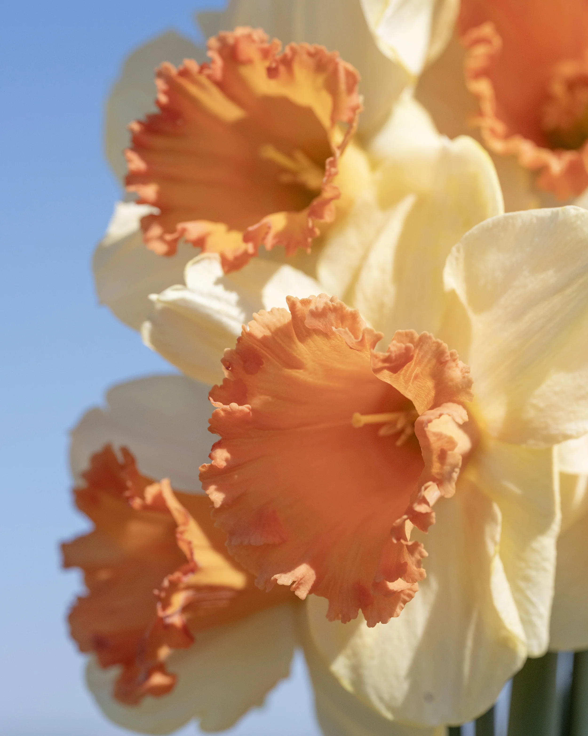 Narcissus 'Fullfilment' - Image 2