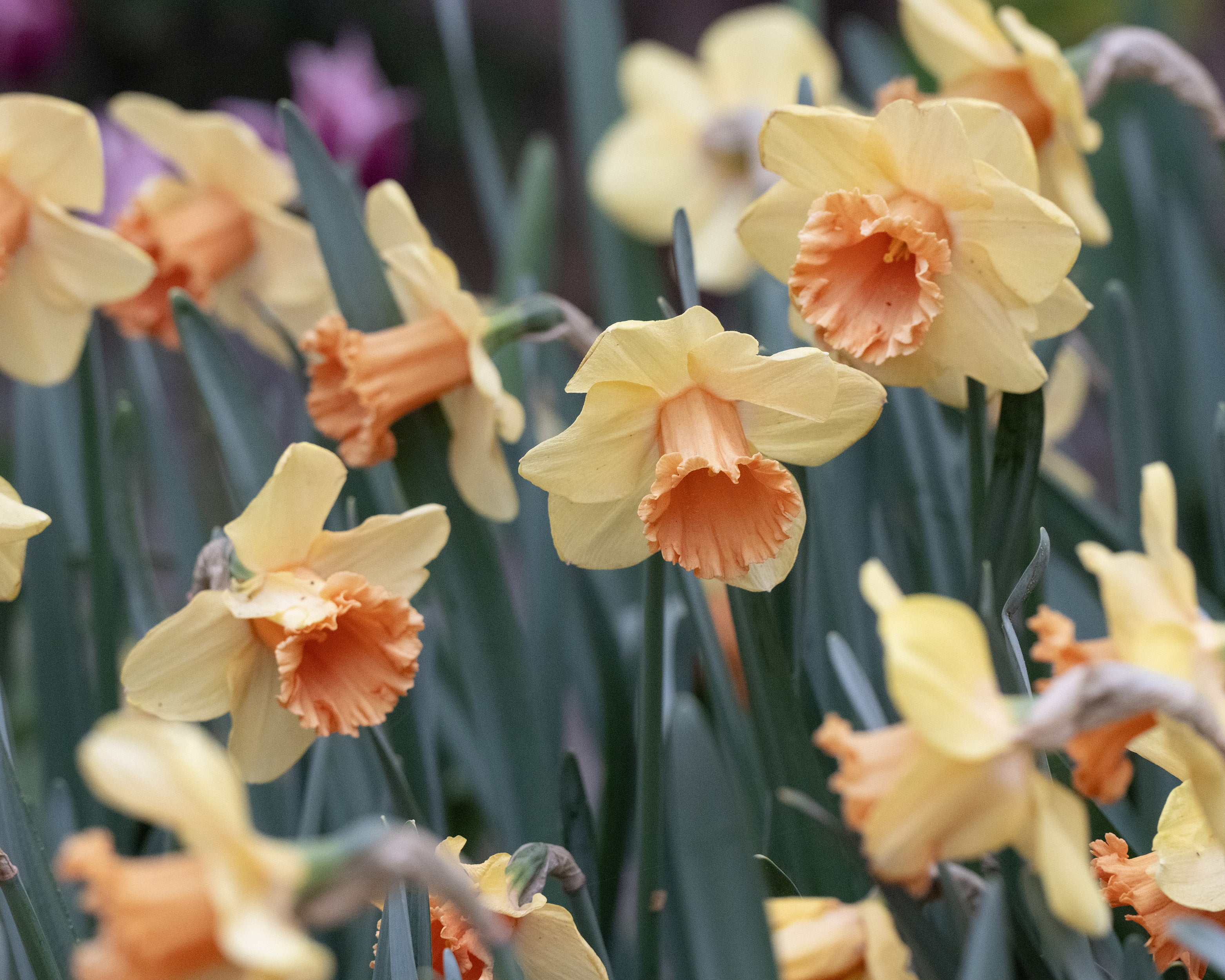 Narcissus 'Fullfilment' - Image 3