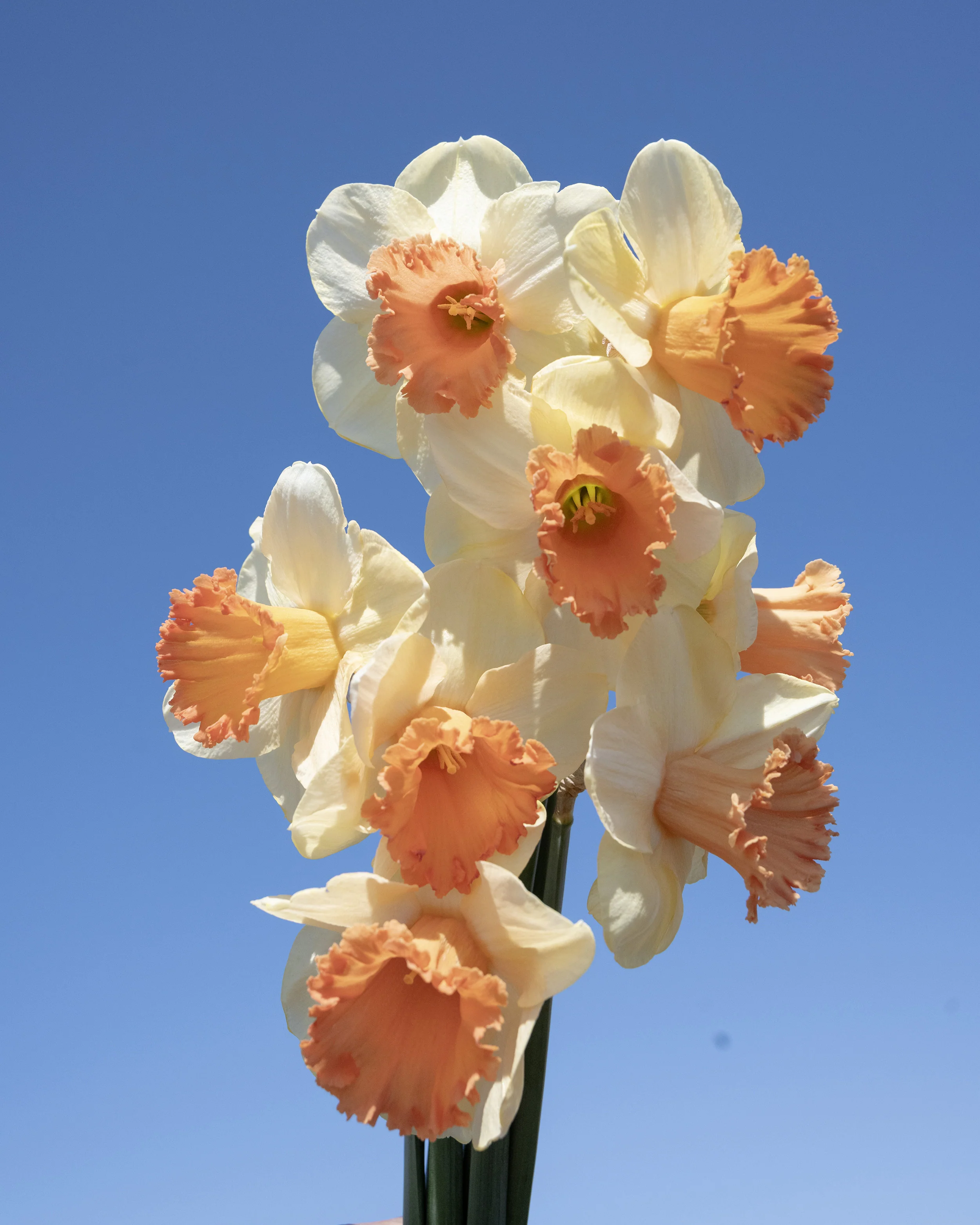 Narcissus 'Fullfilment' - Image 6