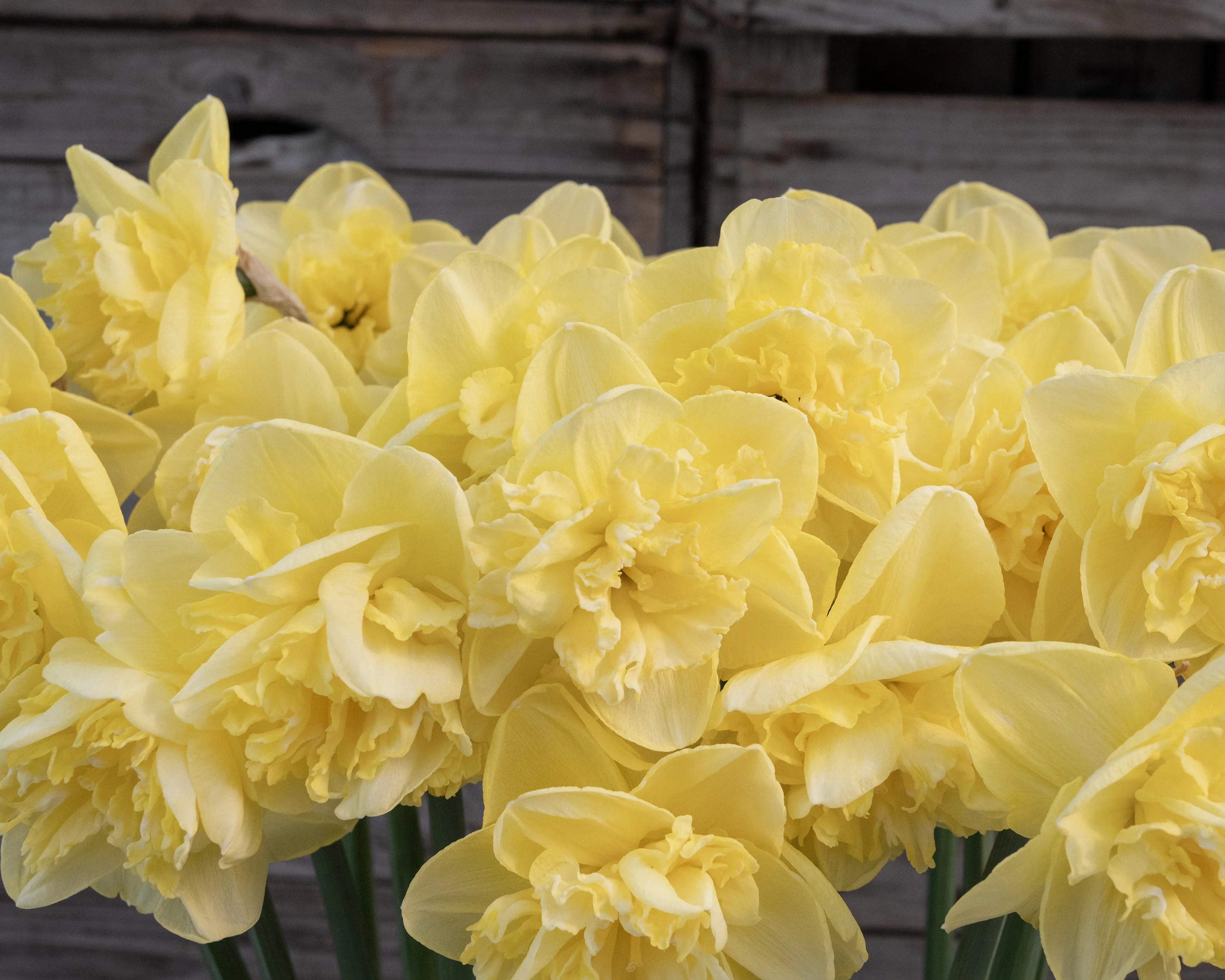 Narcissus 'Garden Pleasure' - Image 3