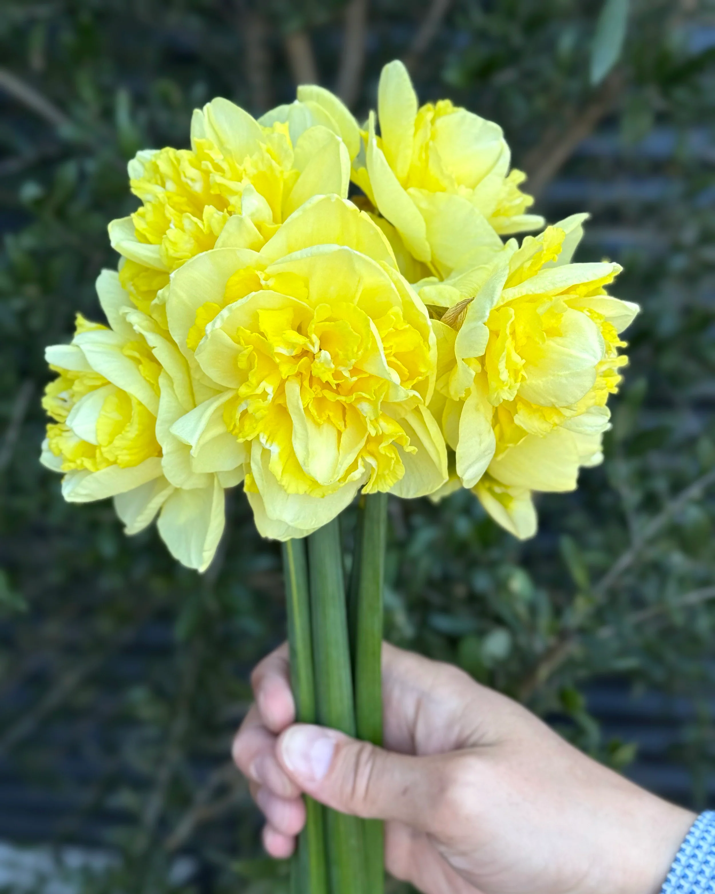 Narcissus 'Garden Pleasure' - Image 6