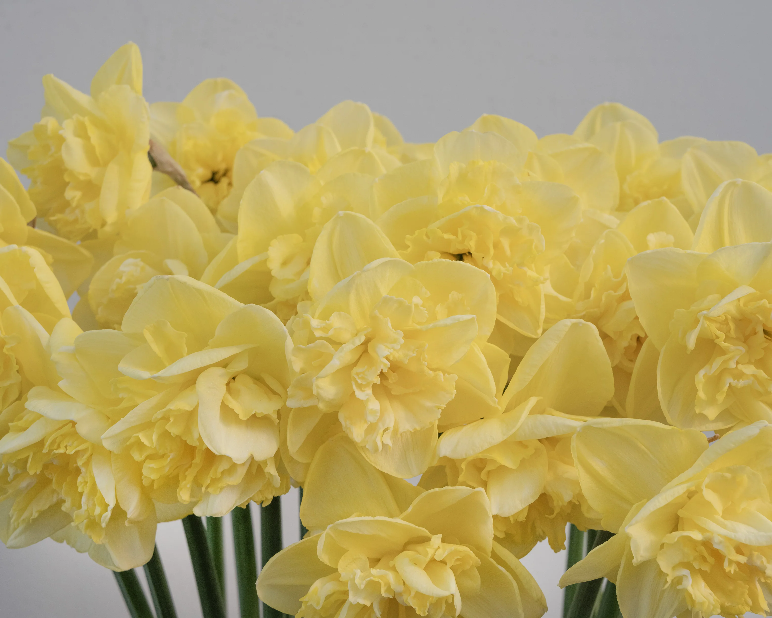 Narcissus 'Garden Pleasure' - Image 7