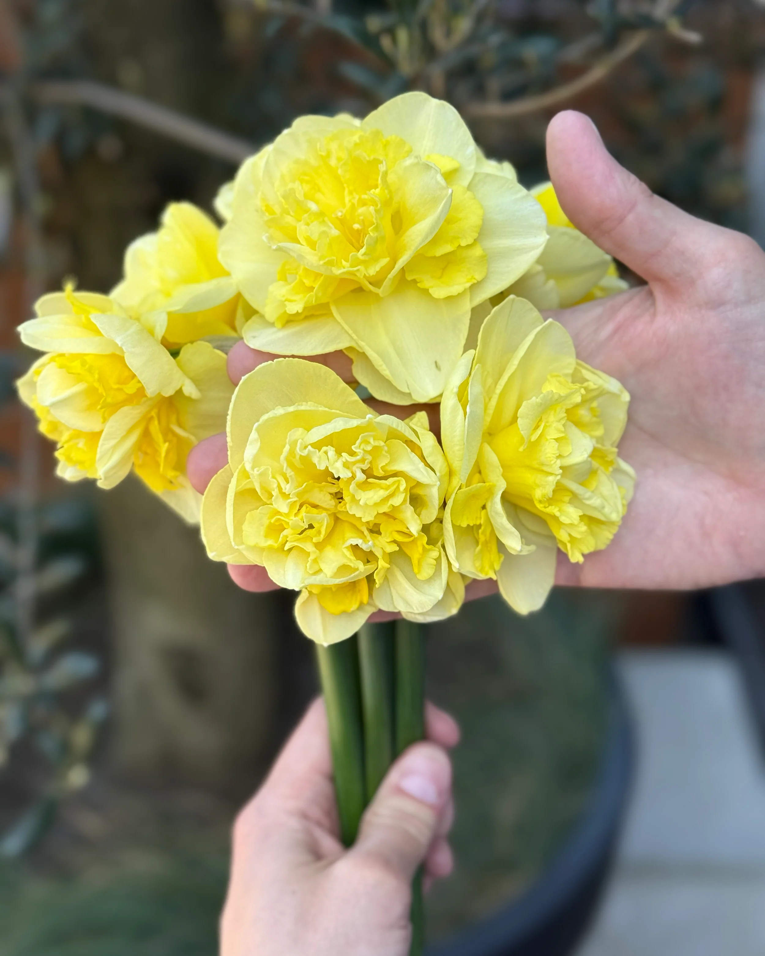 Narcissus 'Garden Pleasure' - Image 8