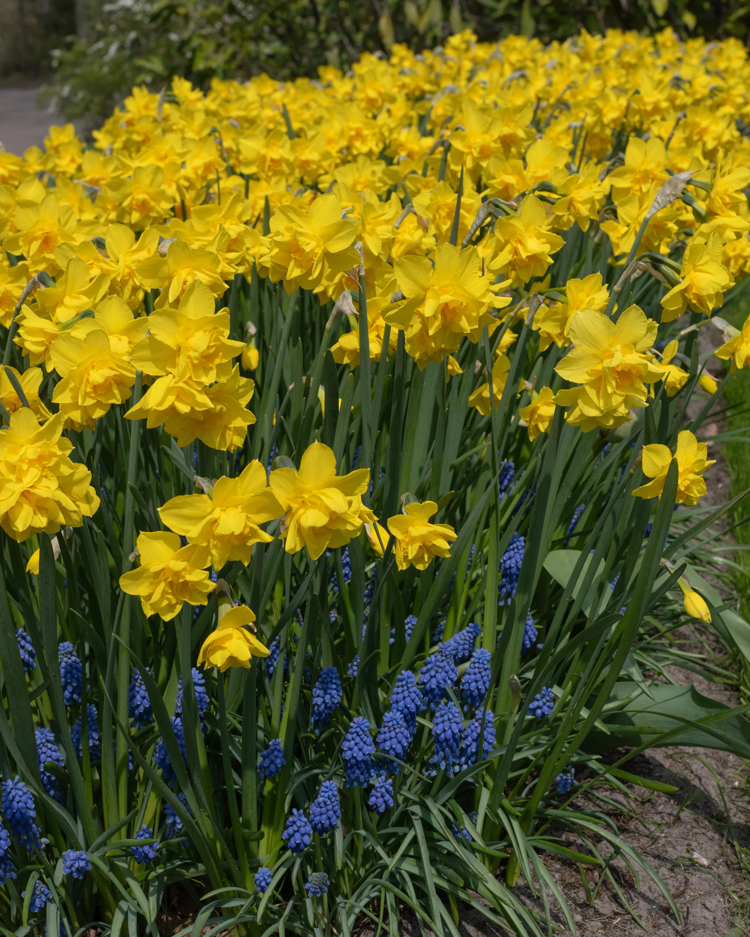 Narcissus 'Golden Delicious' - Image 10