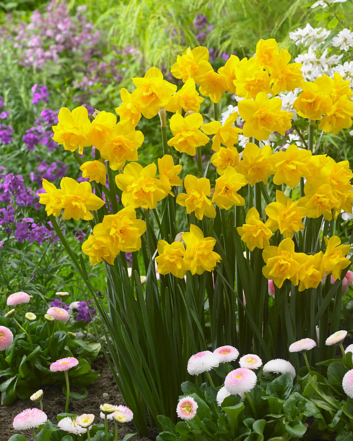 Narcissus 'Golden Delicious' - Image 3