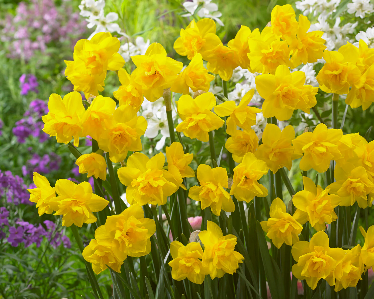 Narcissus 'Golden Delicious' - Image 5